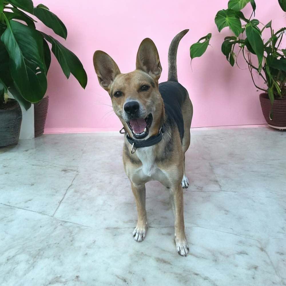 Alani, a Adoptable mixed breed in Indianapolis, IN image 6/6