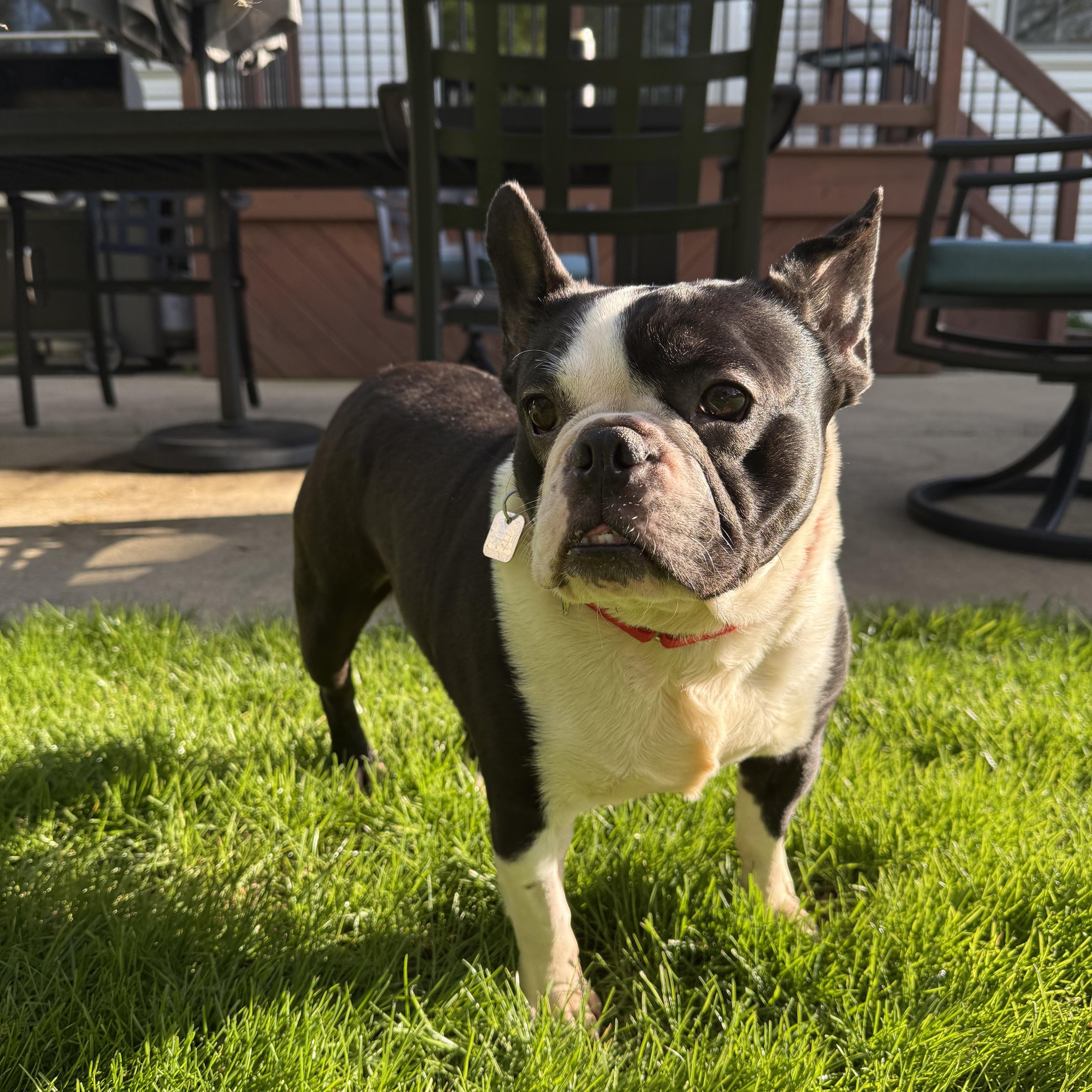 Jazz, ADOPTABLE, Adult Female Boston Terrier.