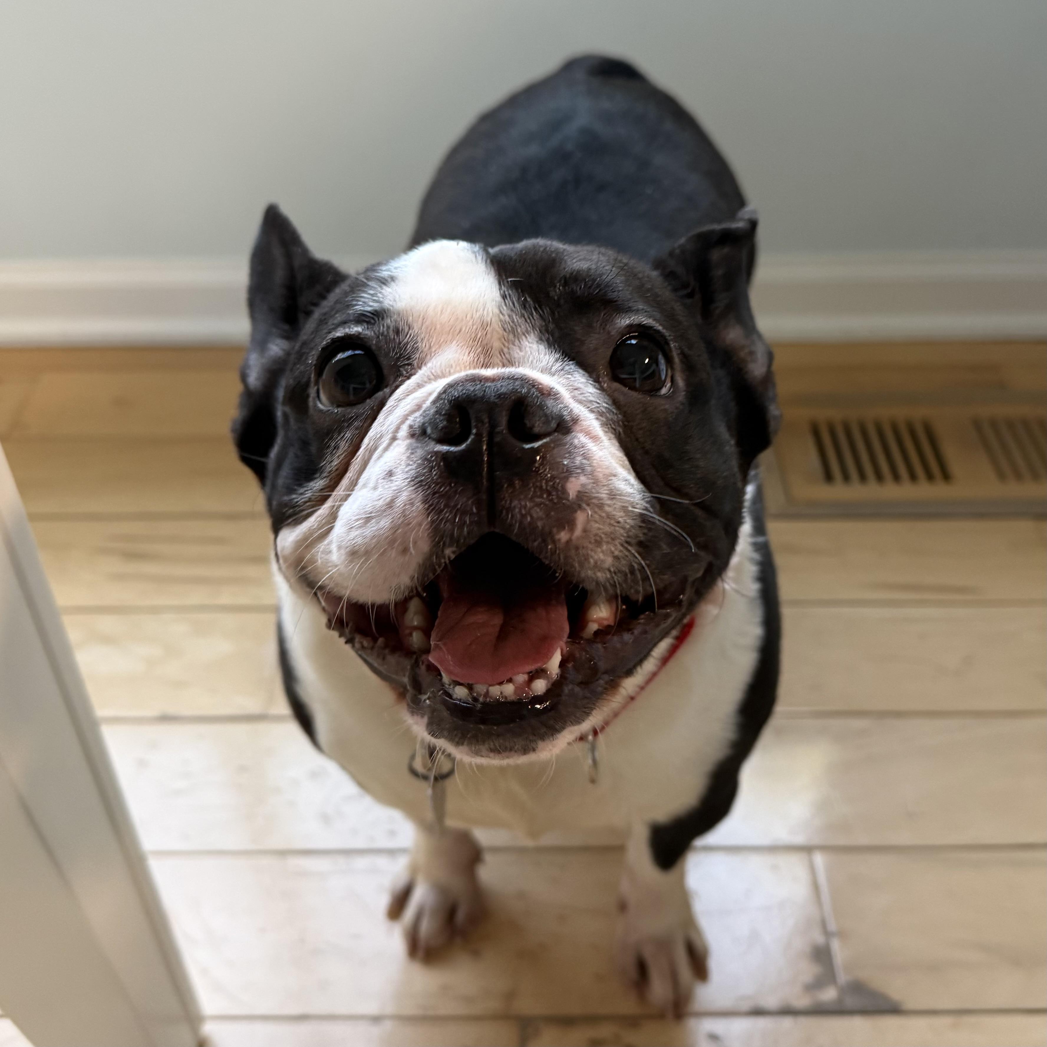 Jazz, a ADOPTABLE Boston Terrier in Barrington, IL image 5/6