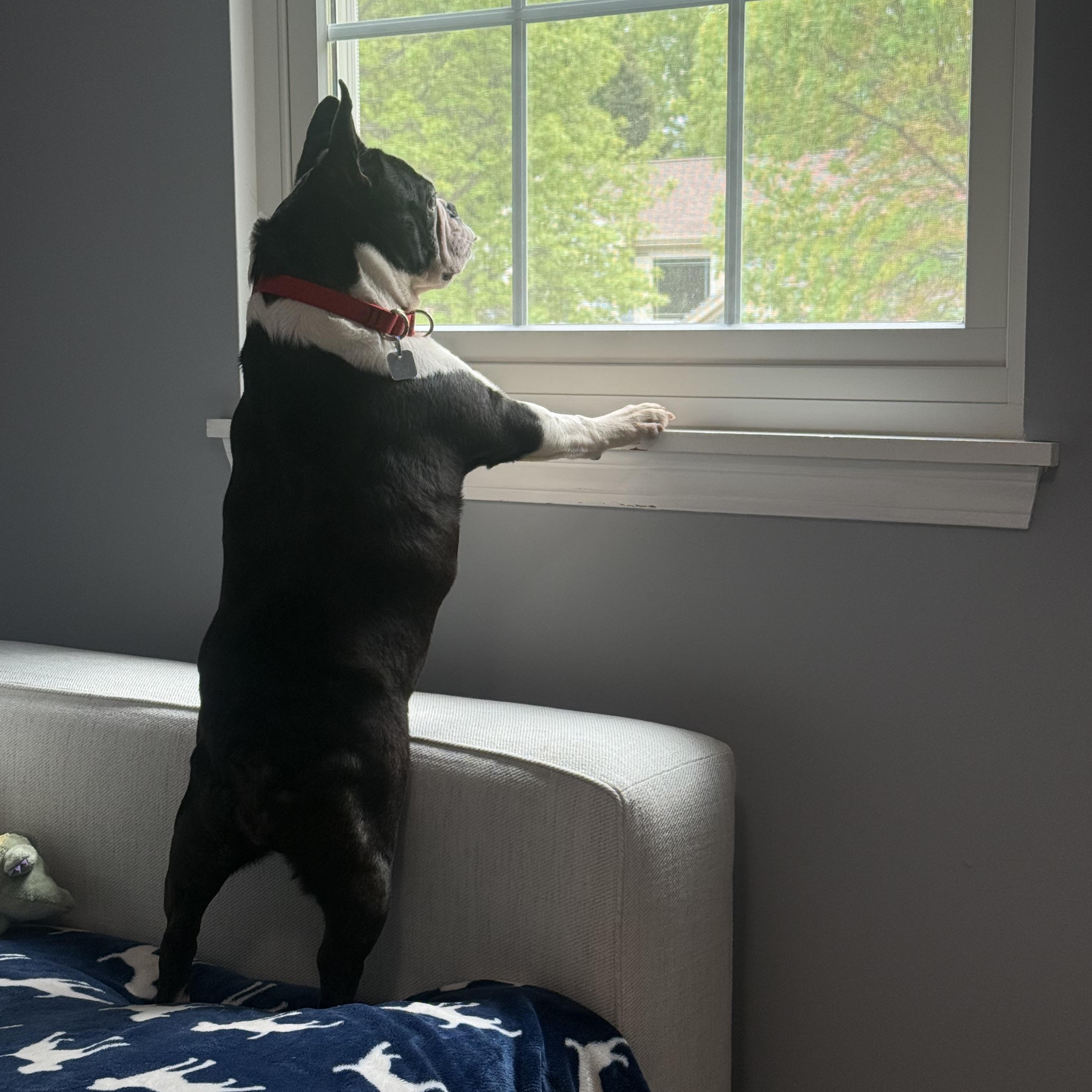 Jazz, a ADOPTABLE Boston Terrier in Barrington, IL image 4/6