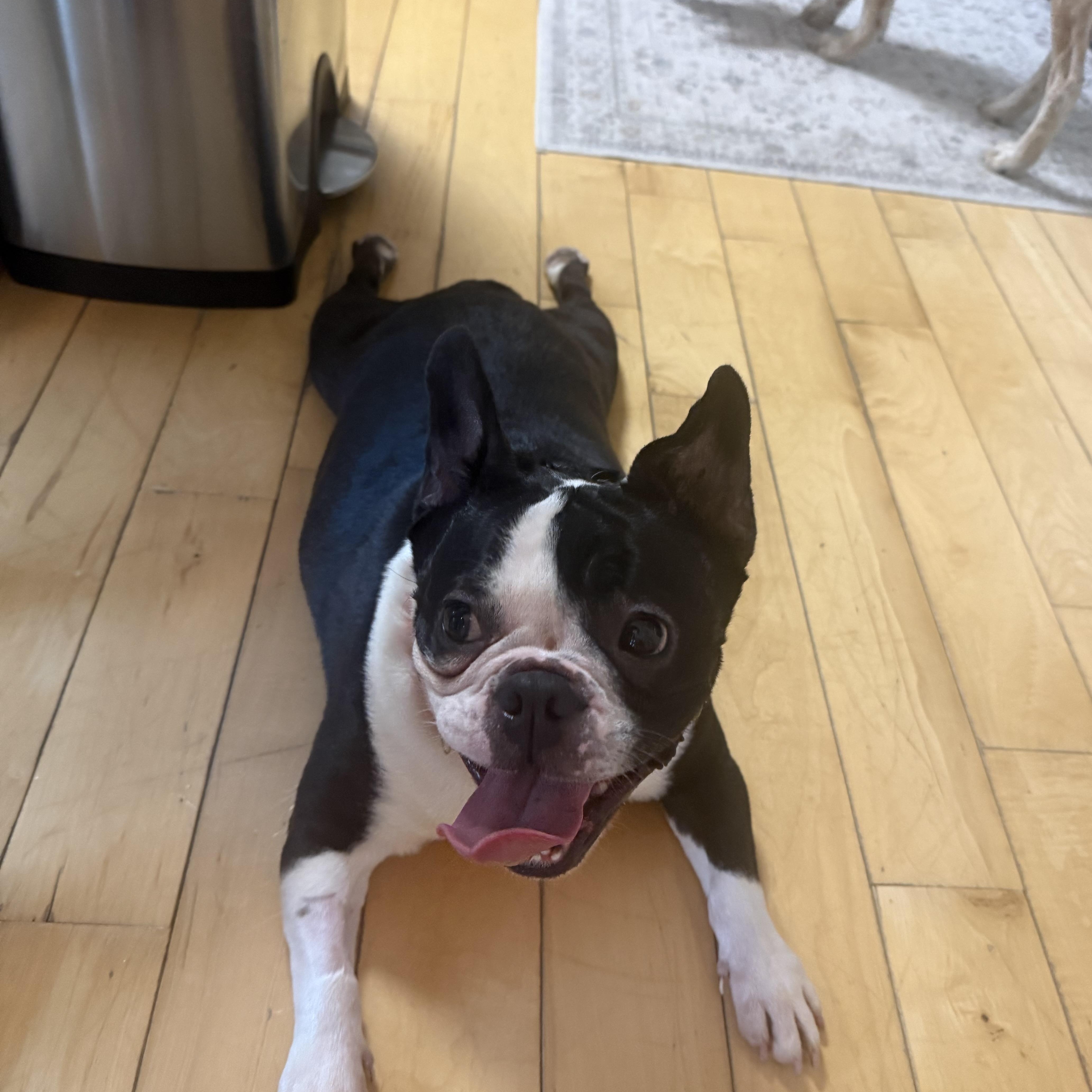 Jazz, a ADOPTABLE Boston Terrier in Barrington, IL image 2/6