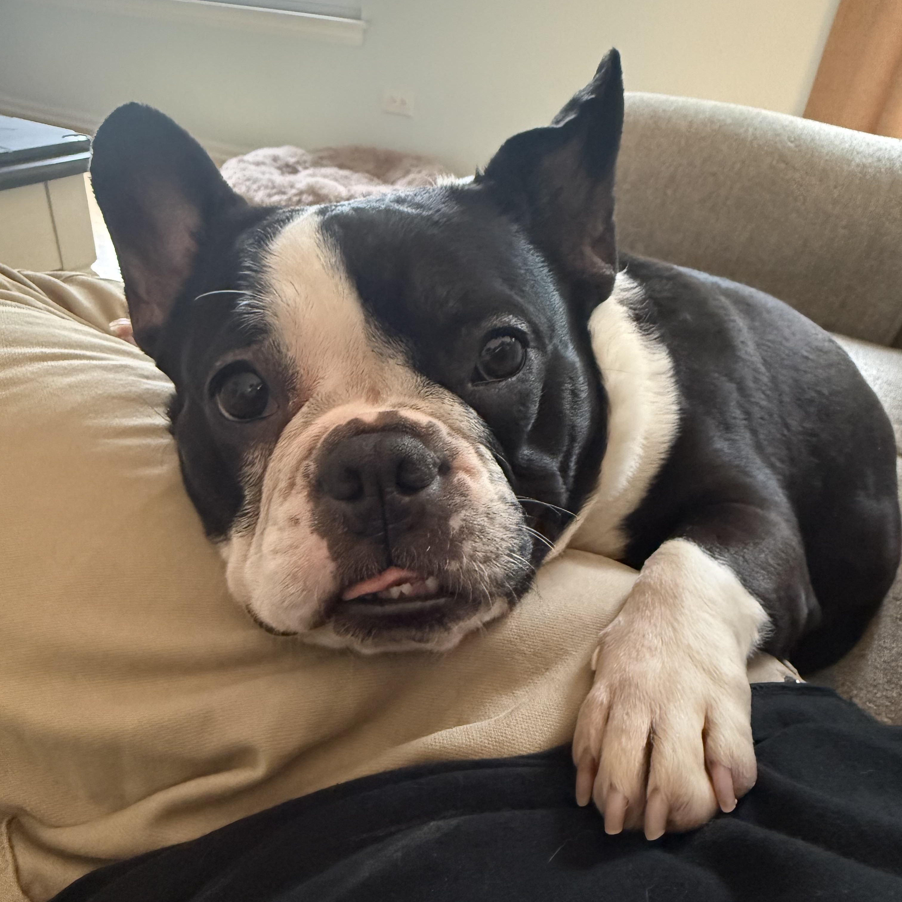 Jazz, a ADOPTABLE Boston Terrier in Barrington, IL image 6/6