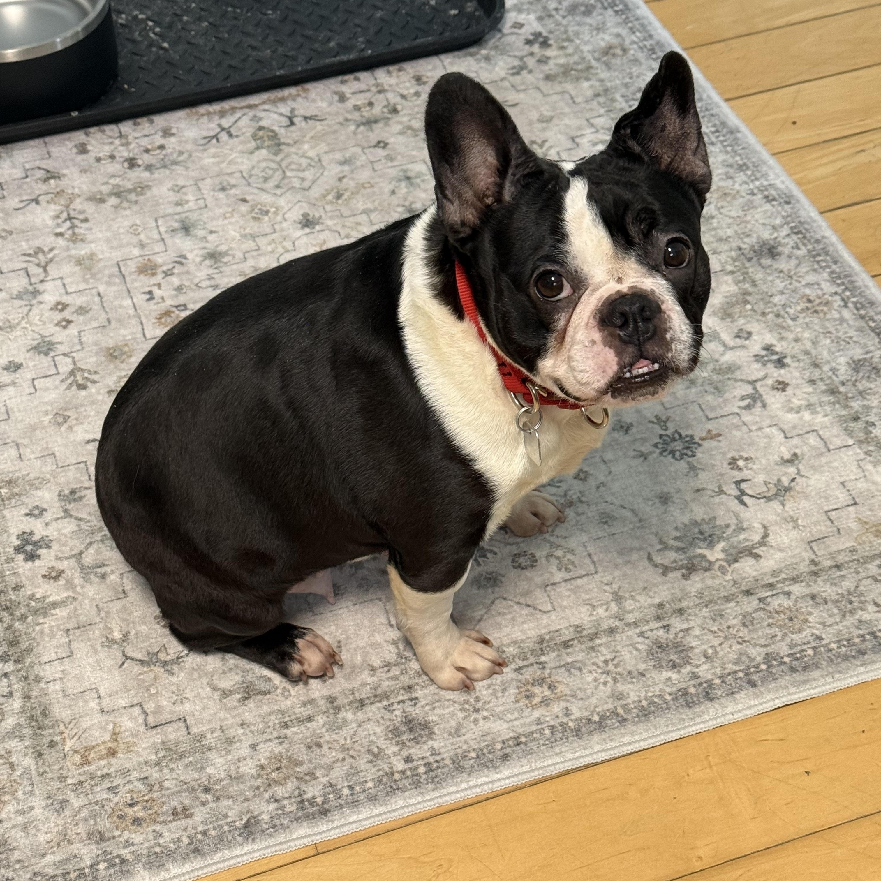 Jazz, a ADOPTABLE Boston Terrier in Barrington, IL image 3/6