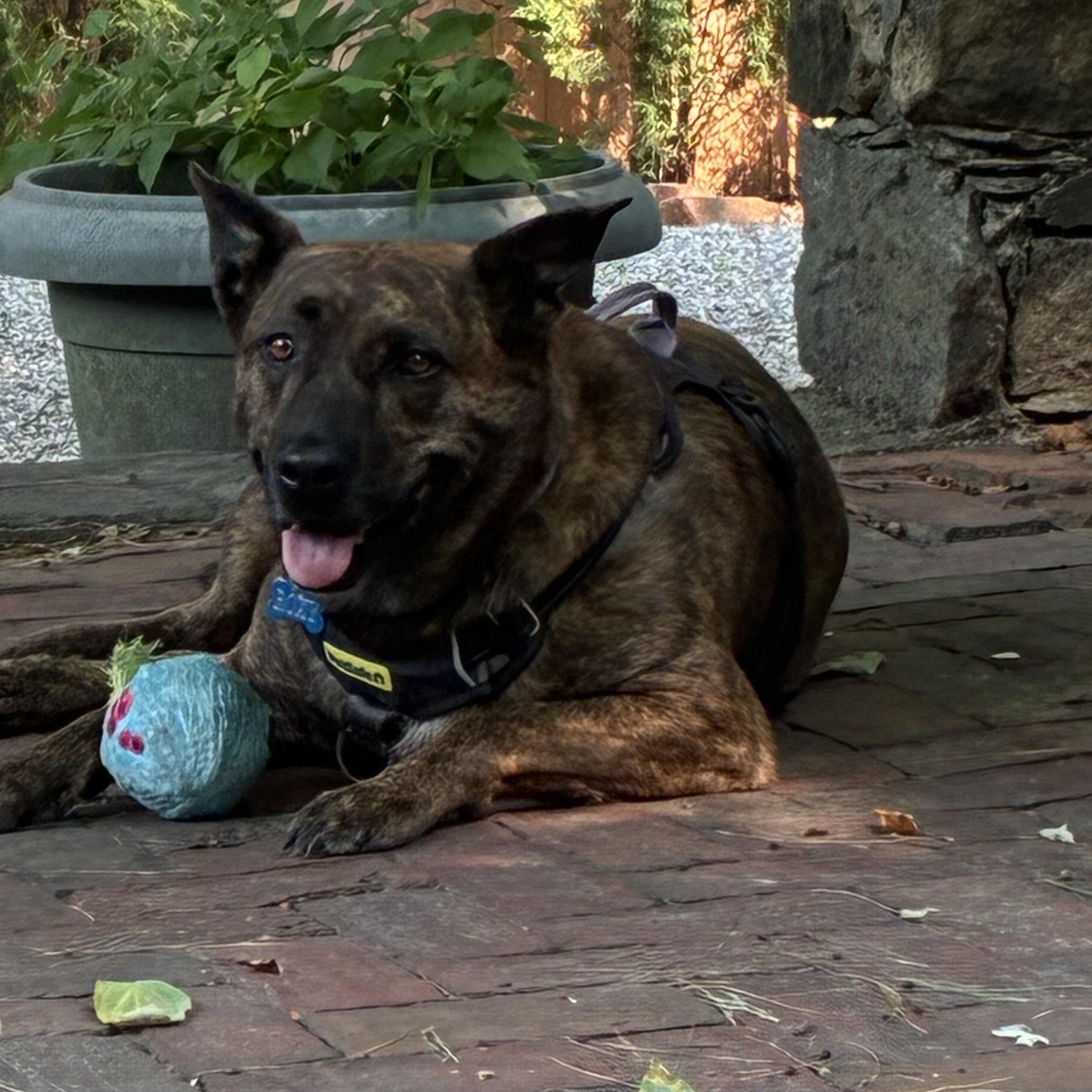 Roxy, ADOPTABLE, Adult Female German Shepherd Dog.