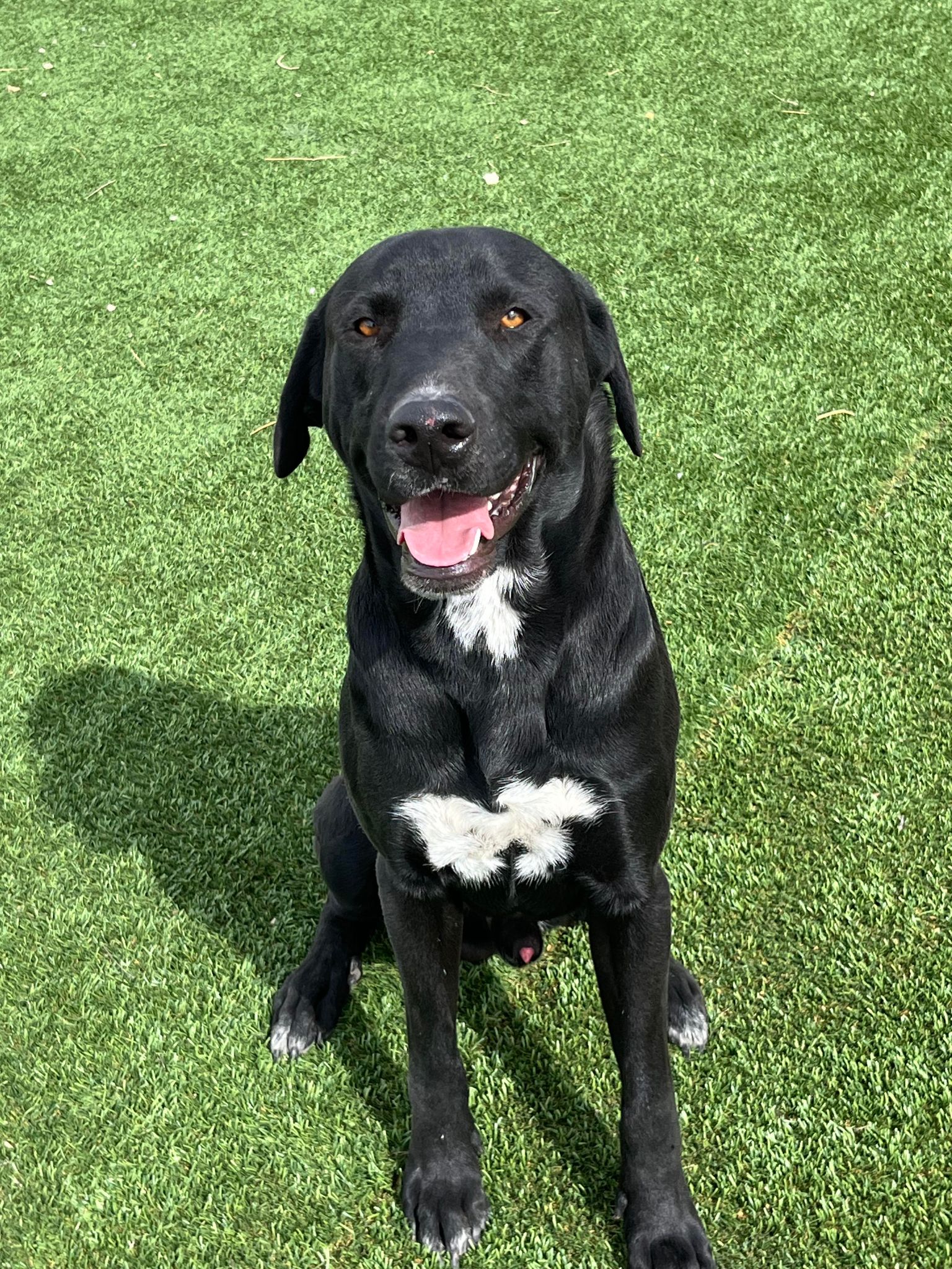 Enlarge Buck, a Adopted mixed breed in Washington, DC image 4/4