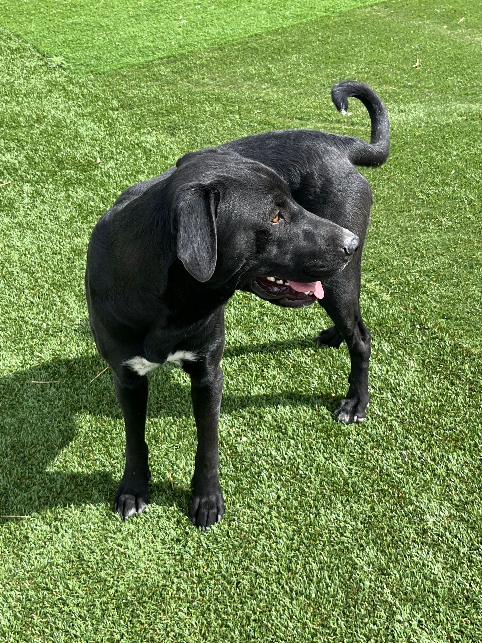 Enlarge Buck, a Adopted mixed breed in Washington, DC image 3/4