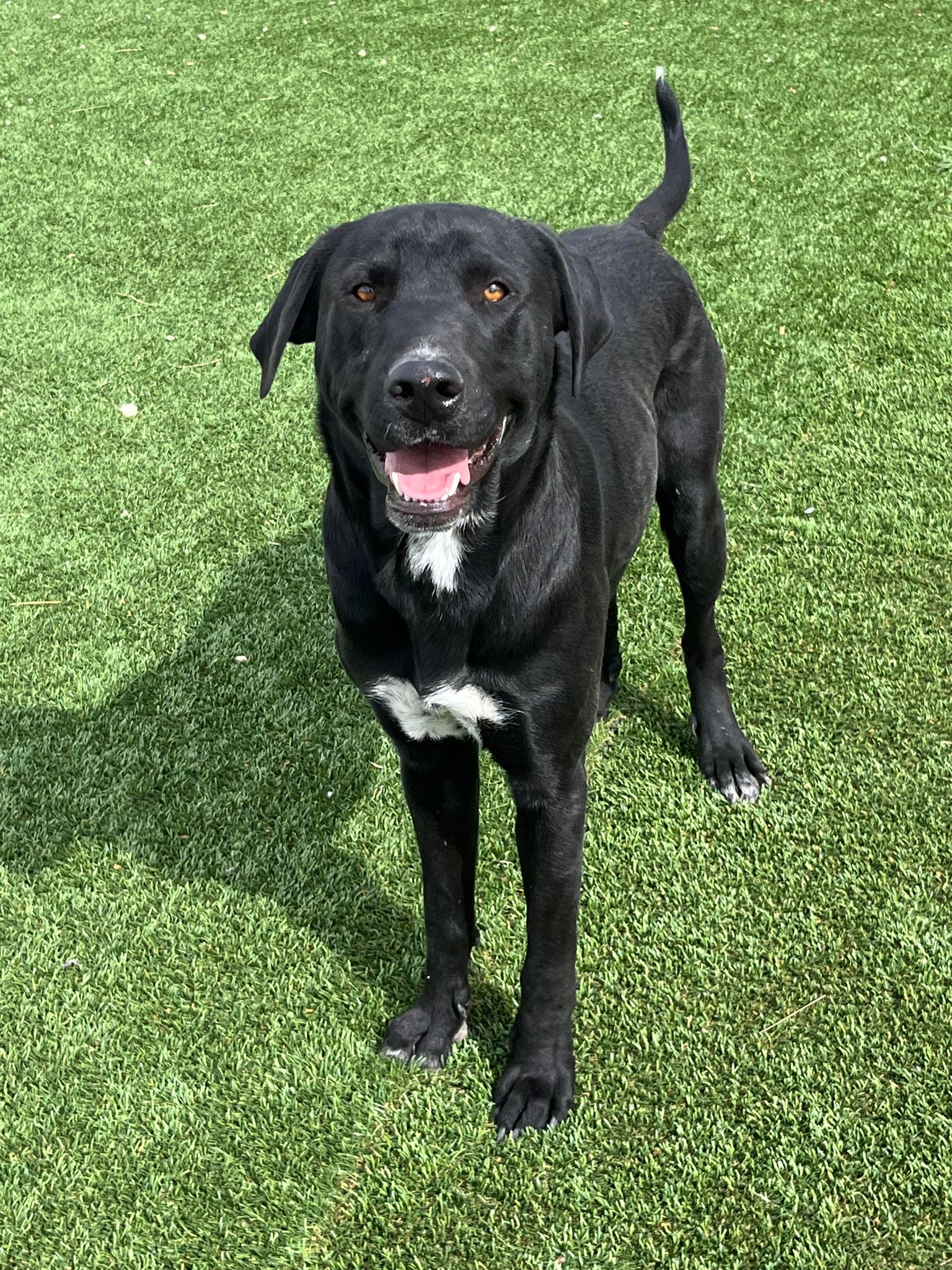 Enlarge Buck, a Adopted mixed breed in Washington, DC image 1/4