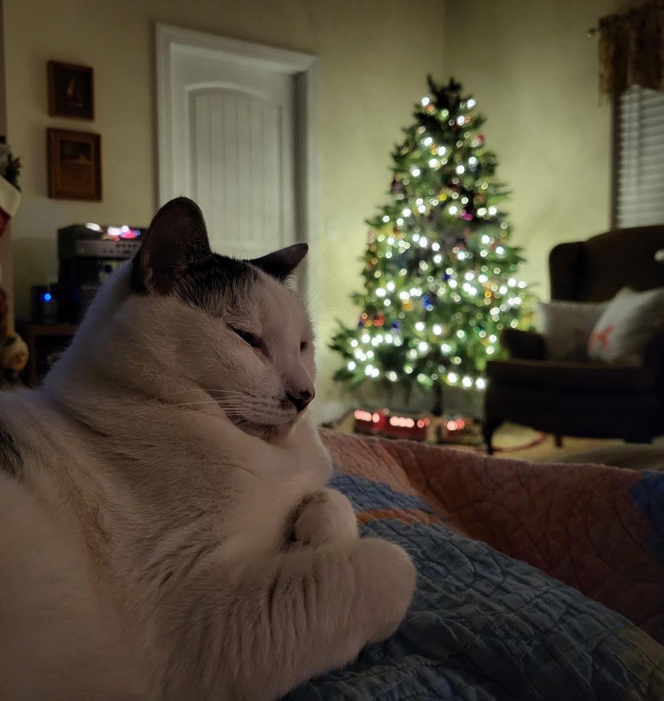 Boomers, Adoptable, Senior Male Domestic Short Hair.