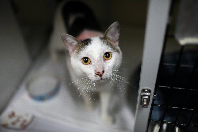 Enlarge Boomers, a Adoptable mixed breed in Raleigh, NC image 2/4