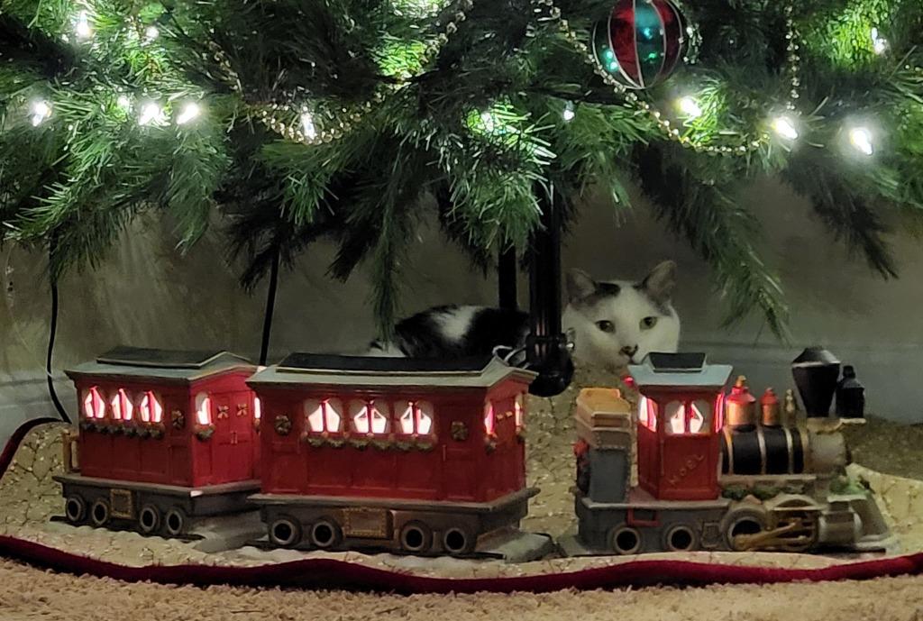 Enlarge Boomers, a Adoptable mixed breed in Raleigh, NC image 3/4