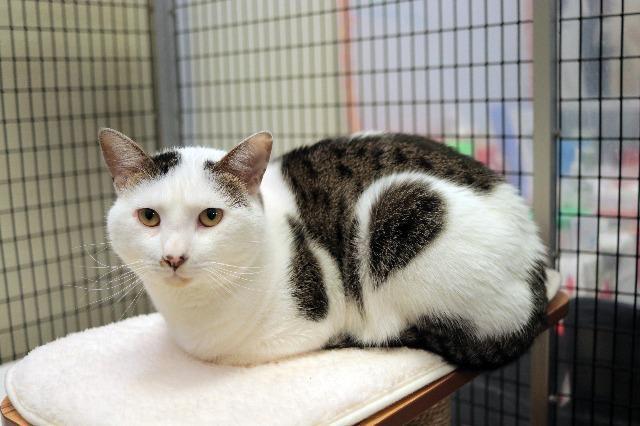 Enlarge Boomers, a Adoptable mixed breed in Raleigh, NC image 4/4