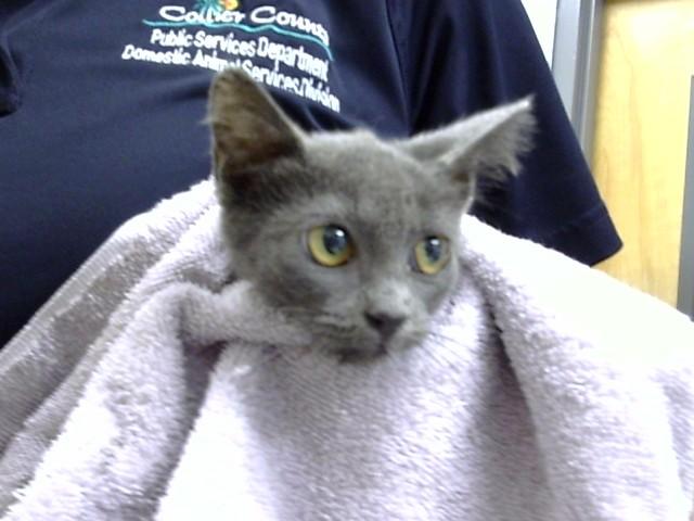 SKYLAR, Adoptable, Kitten Female Domestic Short Hair.