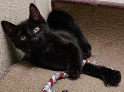 Funyuns, Adoptable, Kitten Male Domestic Short Hair & Domestic Short Hair.