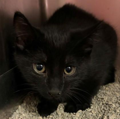 Funyuns, Adoptable, Kitten Male Domestic Short Hair & Domestic Short Hair.
