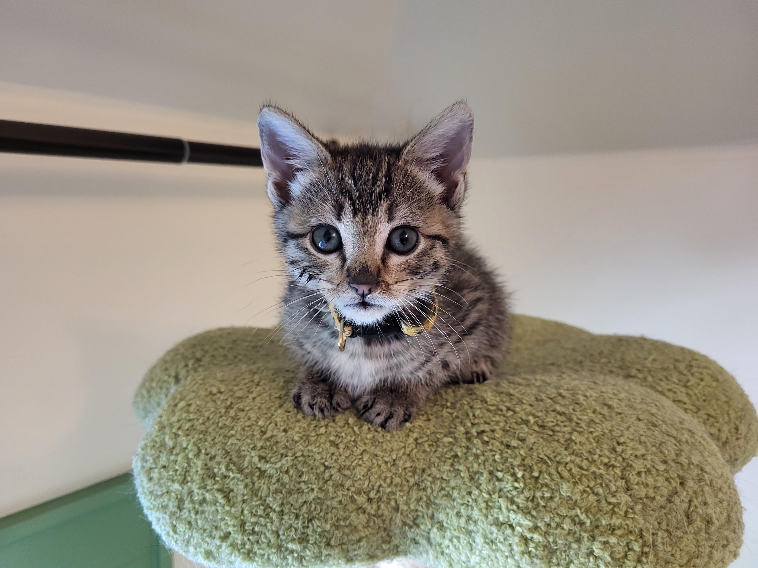 Doppler, ADOPTABLE, Kitten Male Domestic Short Hair.
