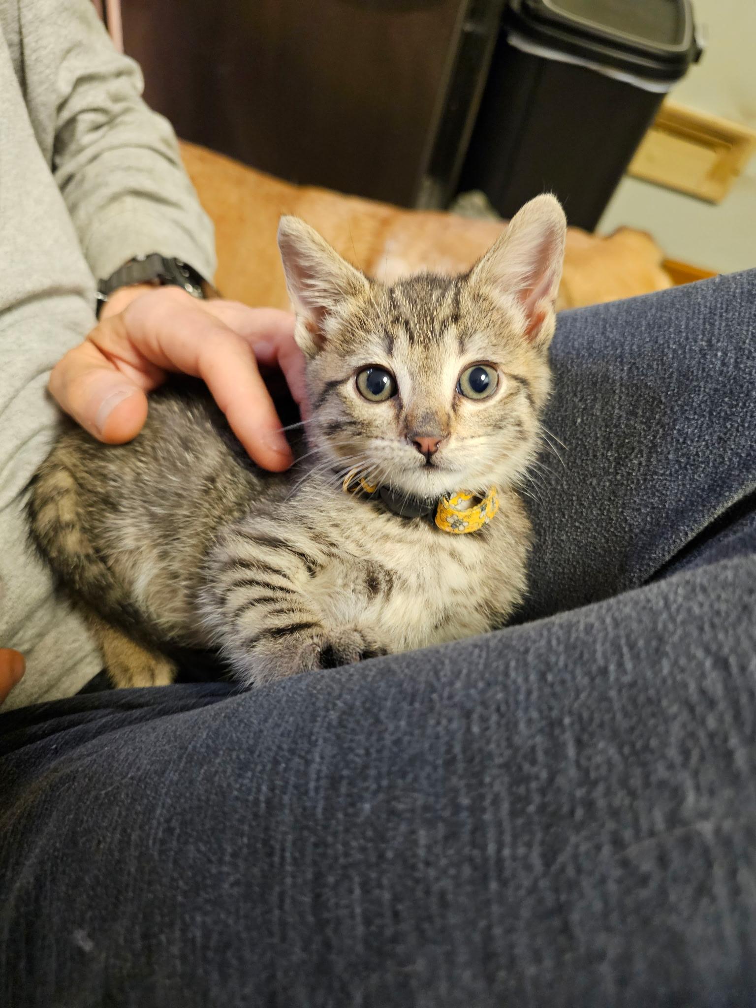 Doppler, a ADOPTABLE Domestic Short Hair in Homewood, IL image 2/2