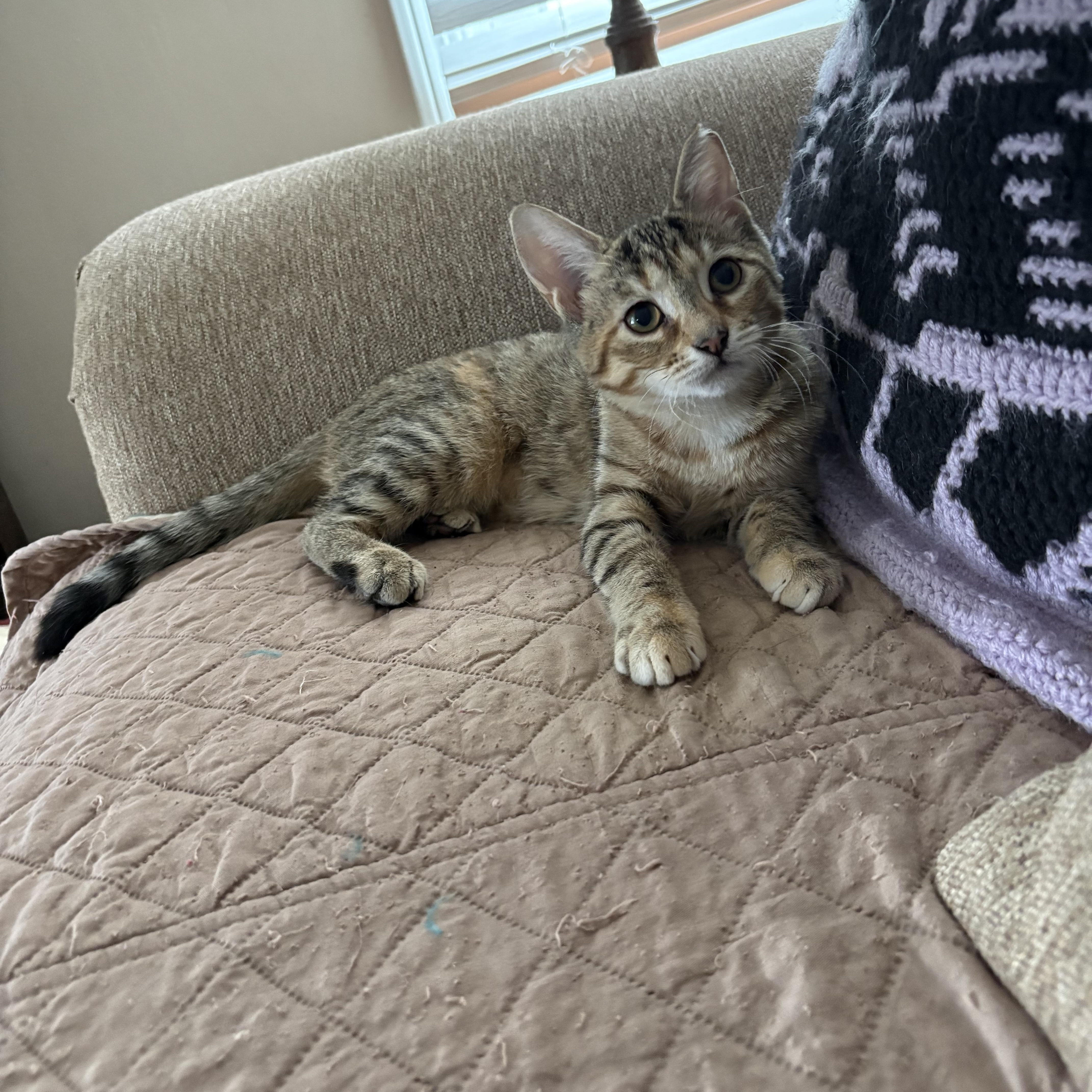 Enlarge Lani, a Adoptable Domestic Short Hair in Cleveland, OH image 3/6