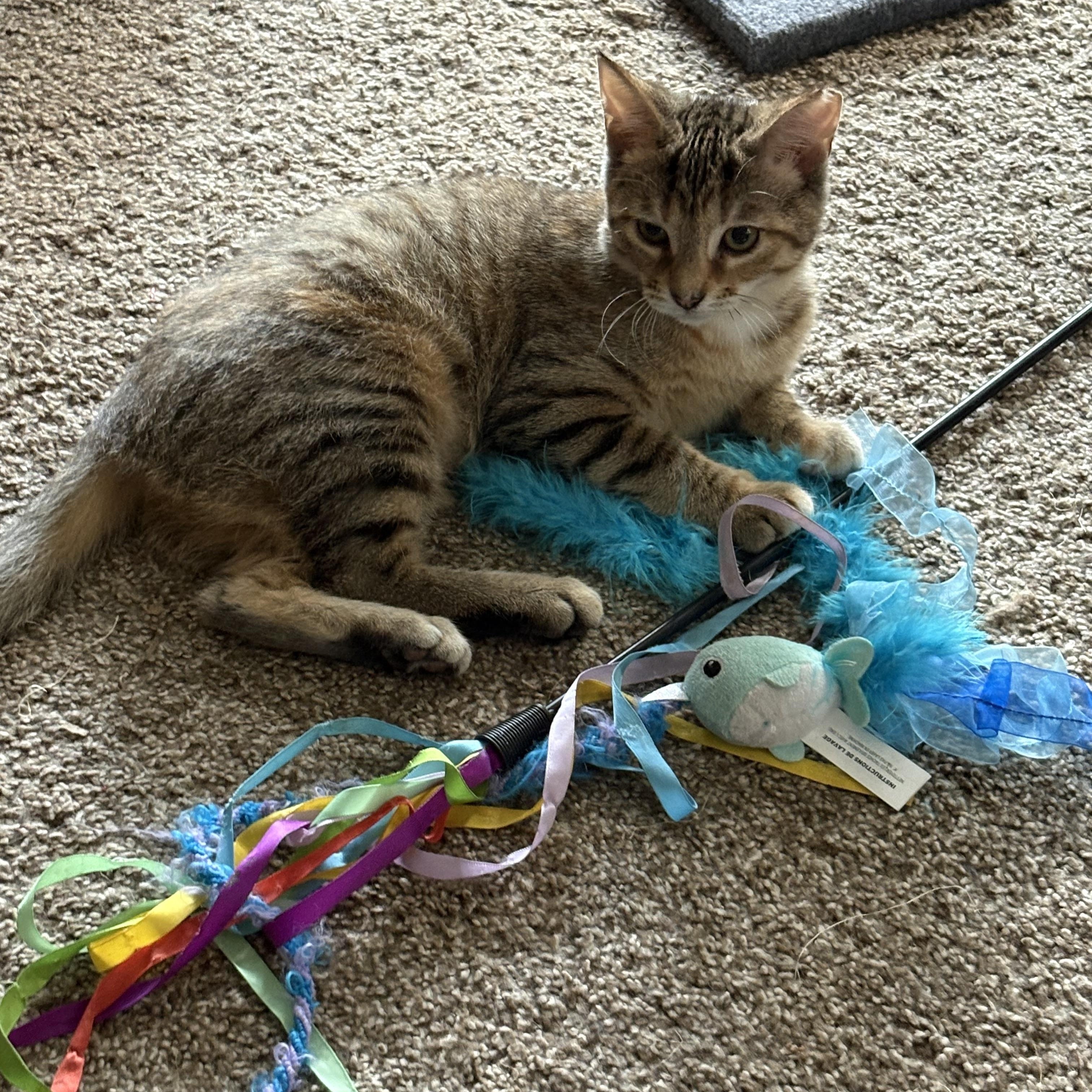 Enlarge Lani, a Adoptable Domestic Short Hair in Cleveland, OH image 1/6