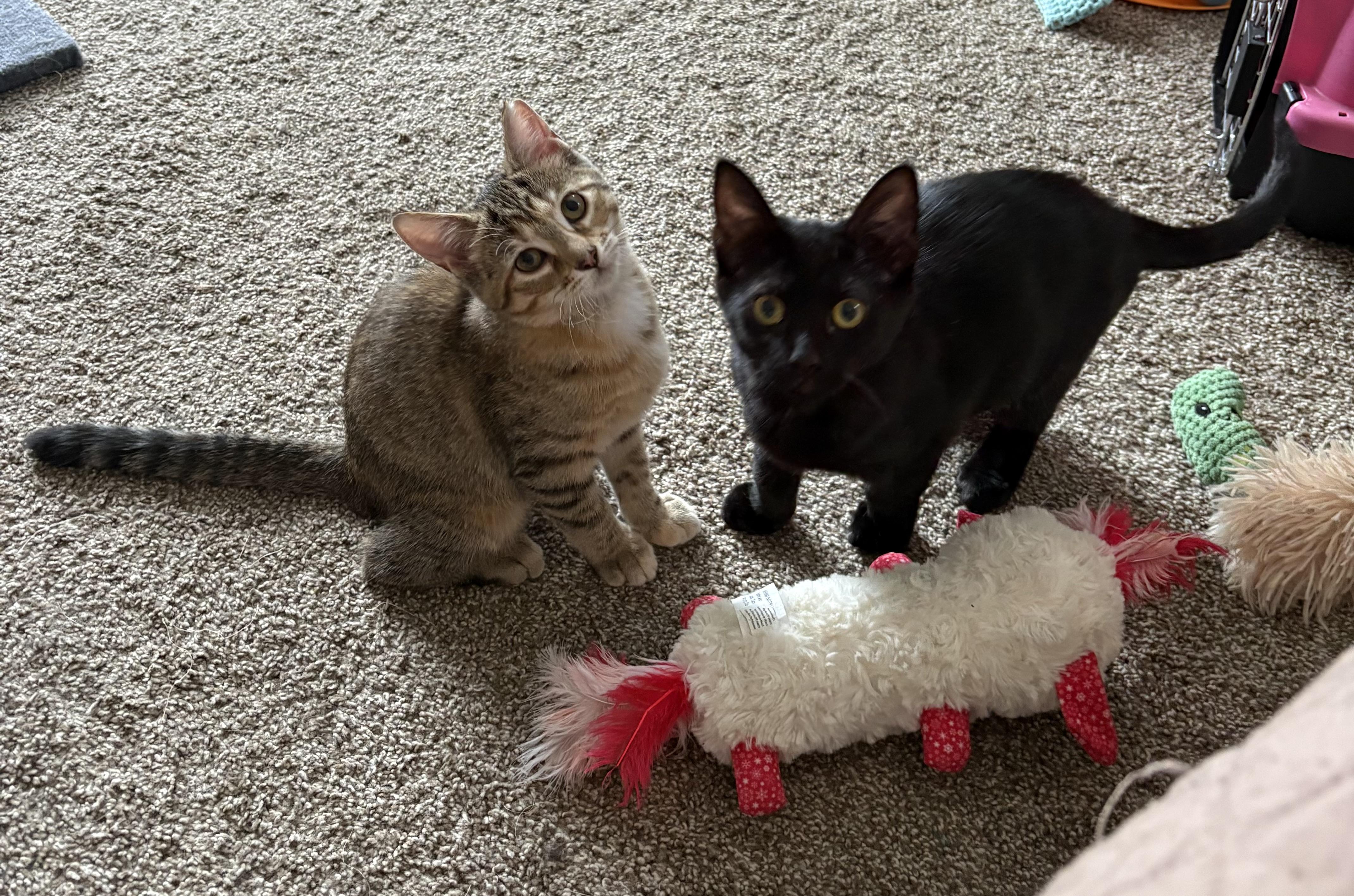 Enlarge Lani, a Adoptable Domestic Short Hair in Cleveland, OH image 5/6