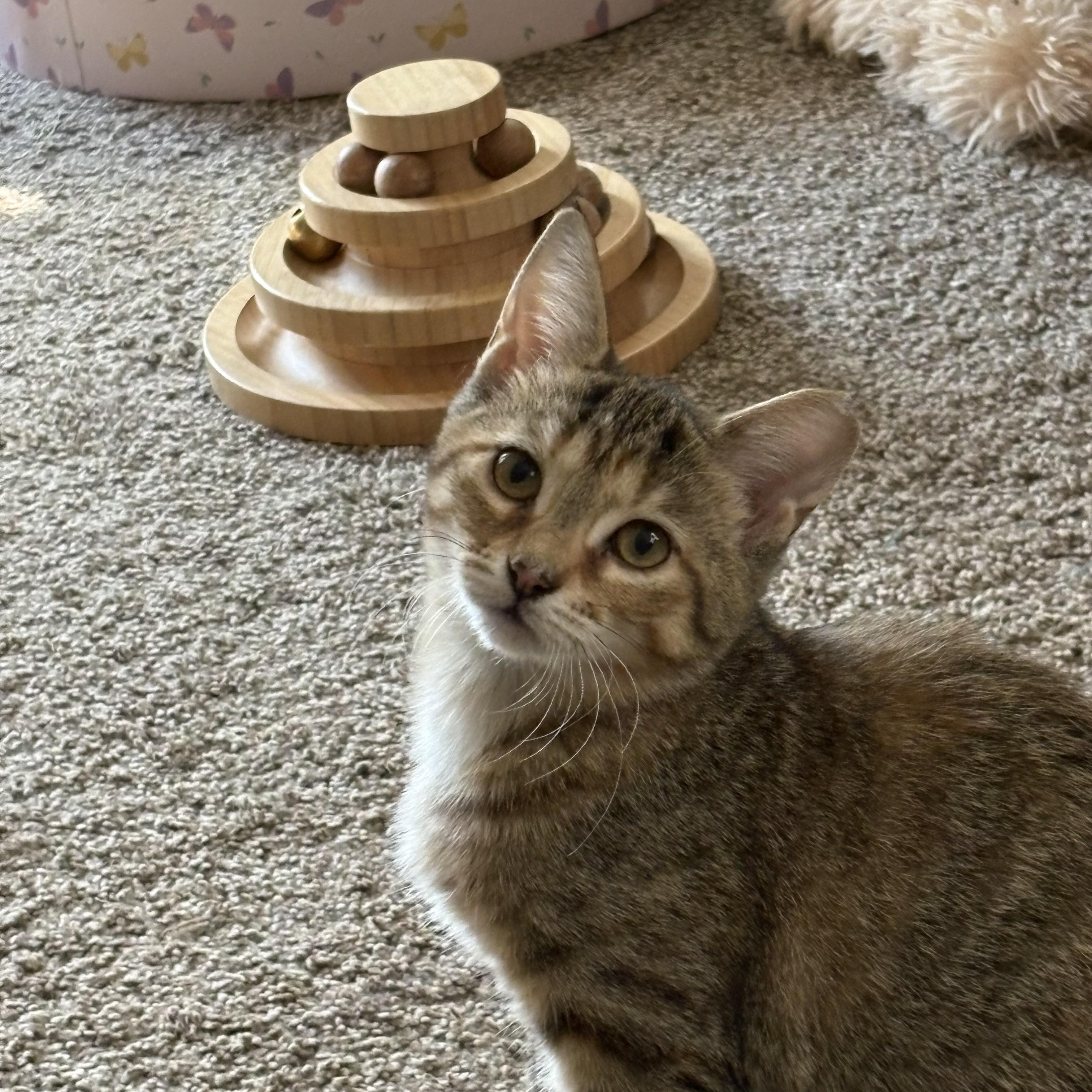 Enlarge Lani, a Adoptable Domestic Short Hair in Cleveland, OH image 4/6
