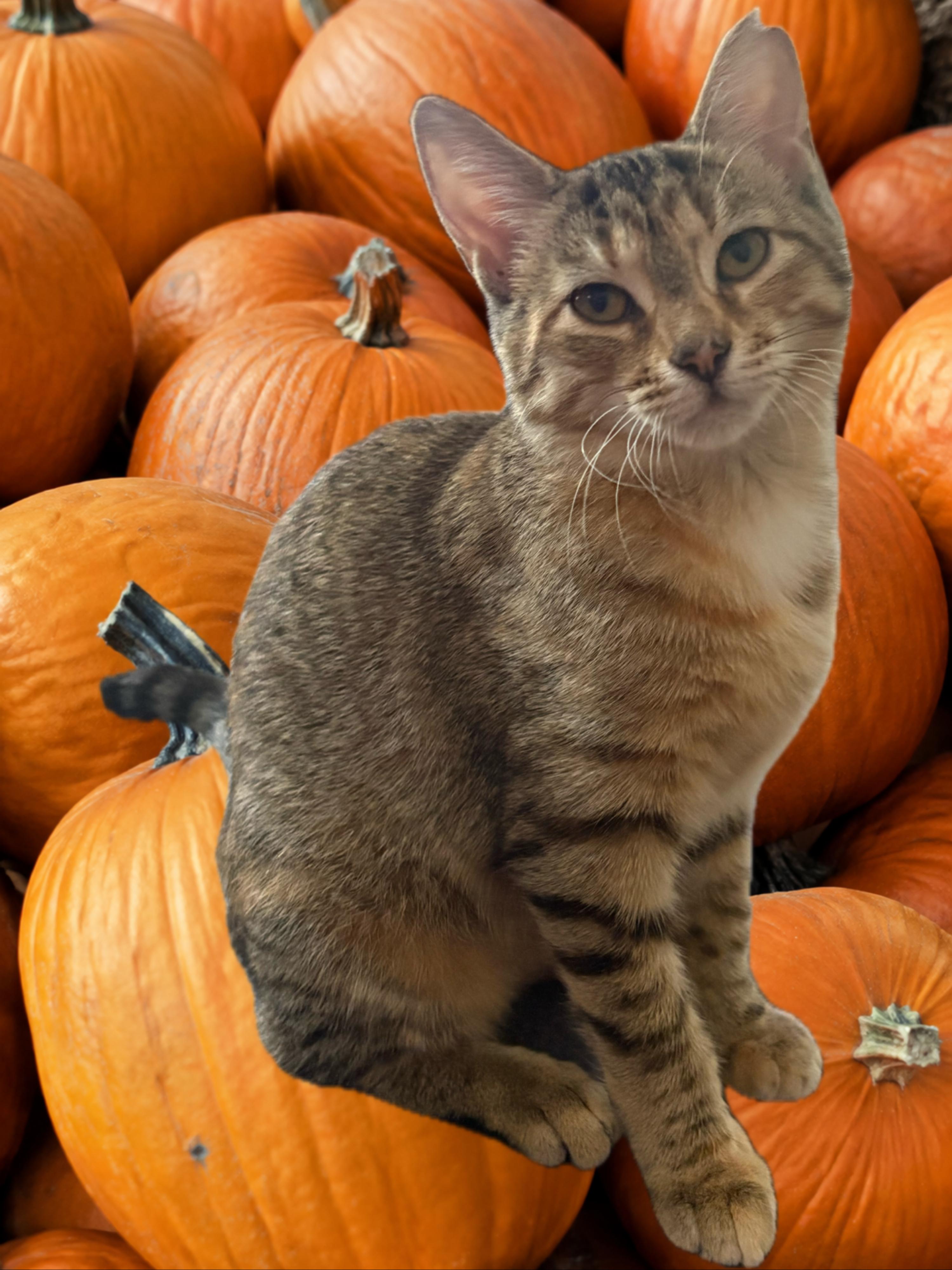 Enlarge Lani, a Adoptable Domestic Short Hair in Cleveland, OH image 2/6