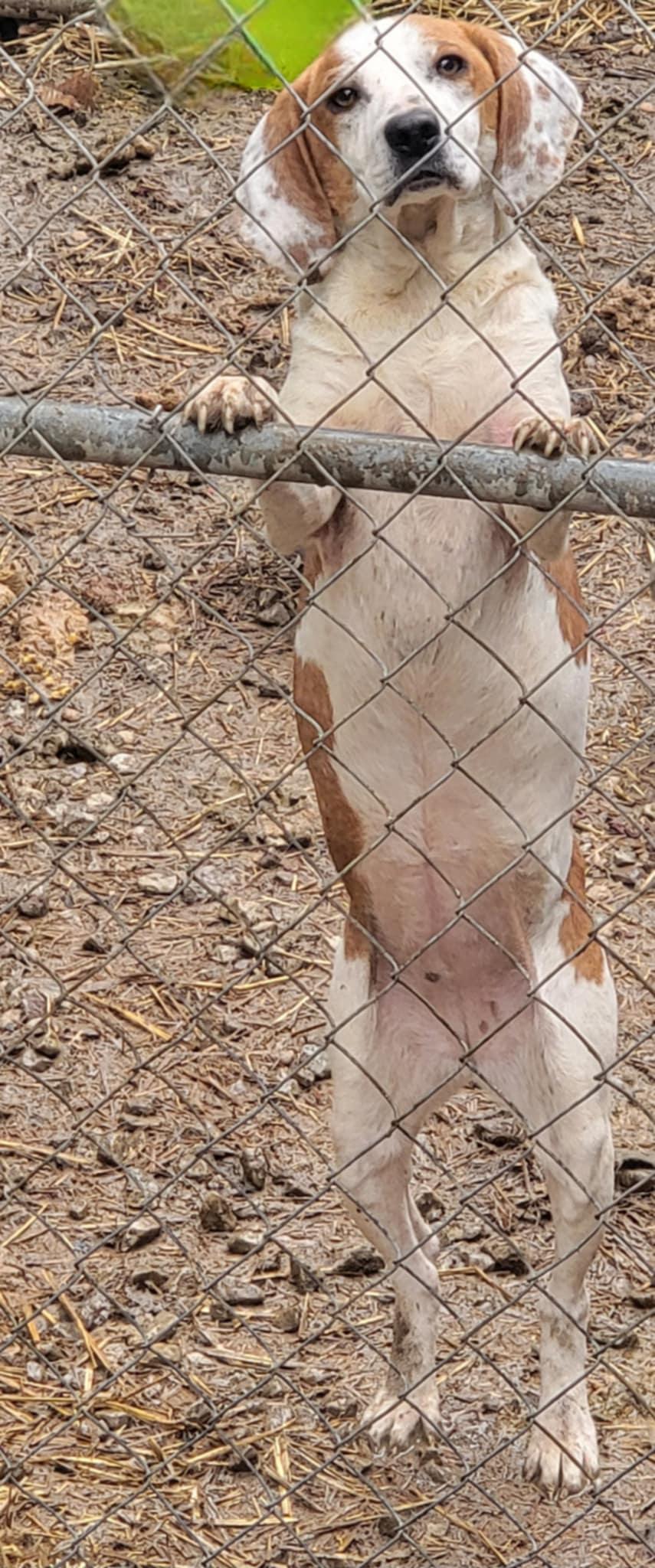 Enlarge Ellie, a Adopted mixed breed in North Bay, ON image 5/6