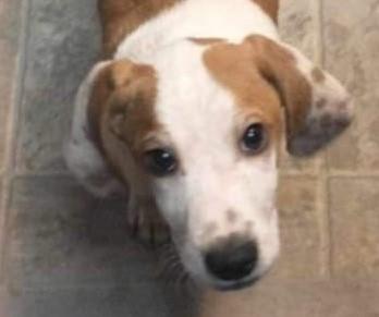 Enlarge Ellie, a Adopted mixed breed in North Bay, ON image 1/6