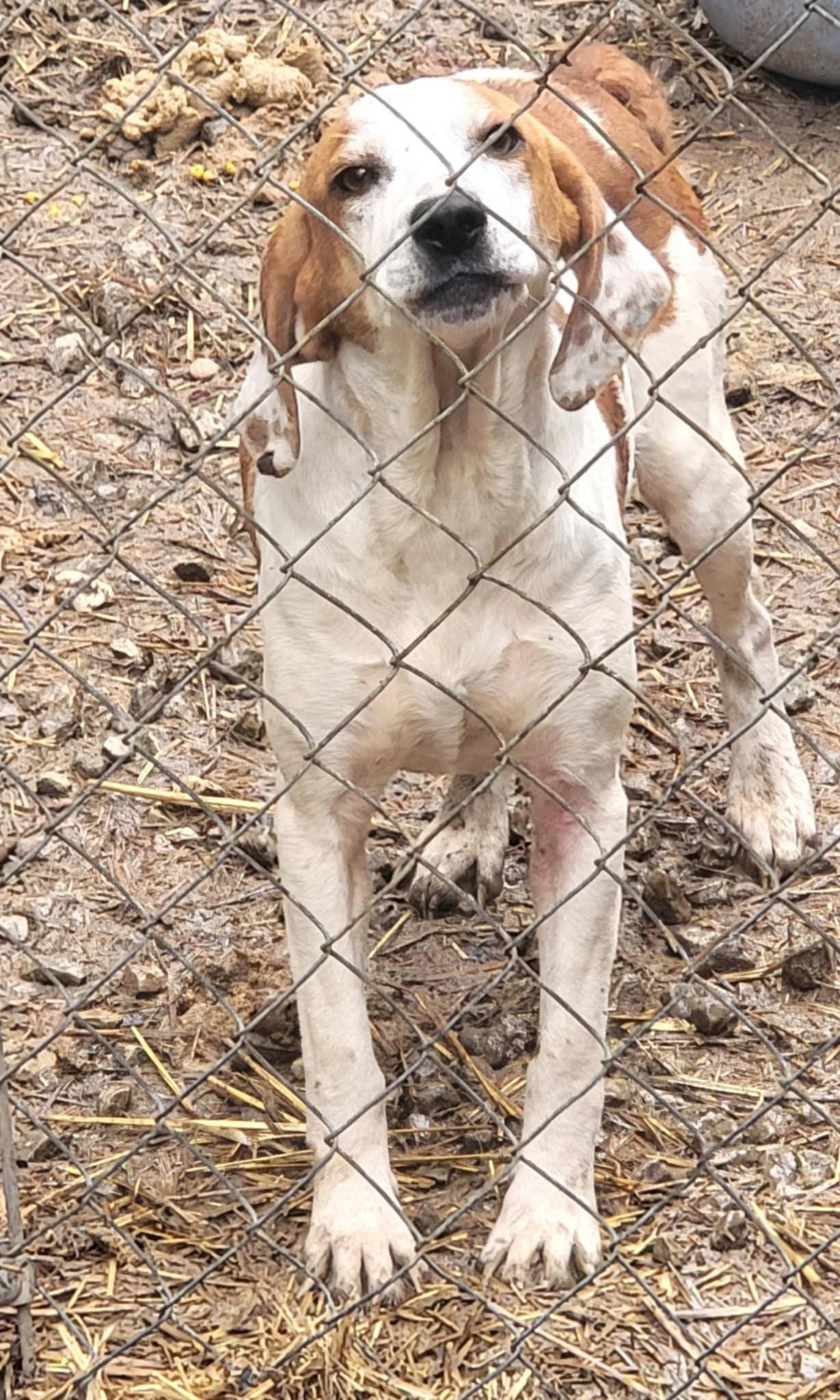 Enlarge Ellie, a Adopted mixed breed in North Bay, ON image 6/6