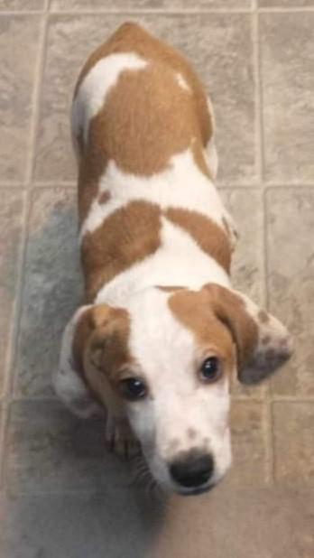 Enlarge Ellie, a Adopted mixed breed in North Bay, ON image 4/6