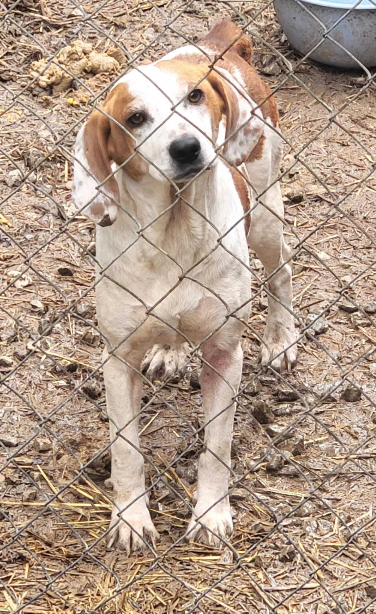 Enlarge Ellie, a Adopted mixed breed in North Bay, ON image 3/6