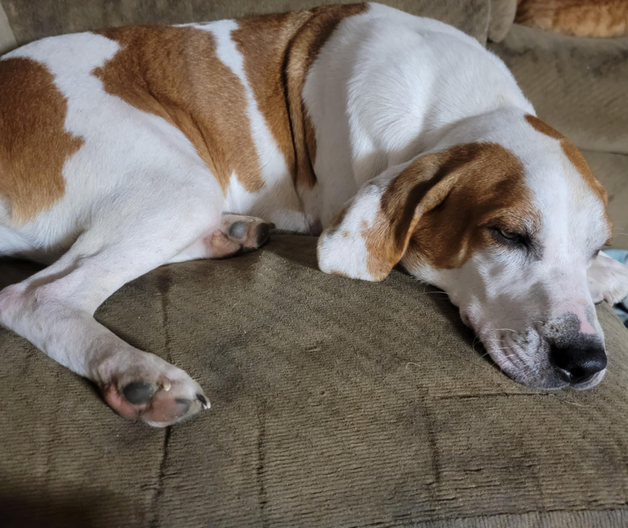 Enlarge Ellie, a Adopted mixed breed in North Bay, ON image 2/6