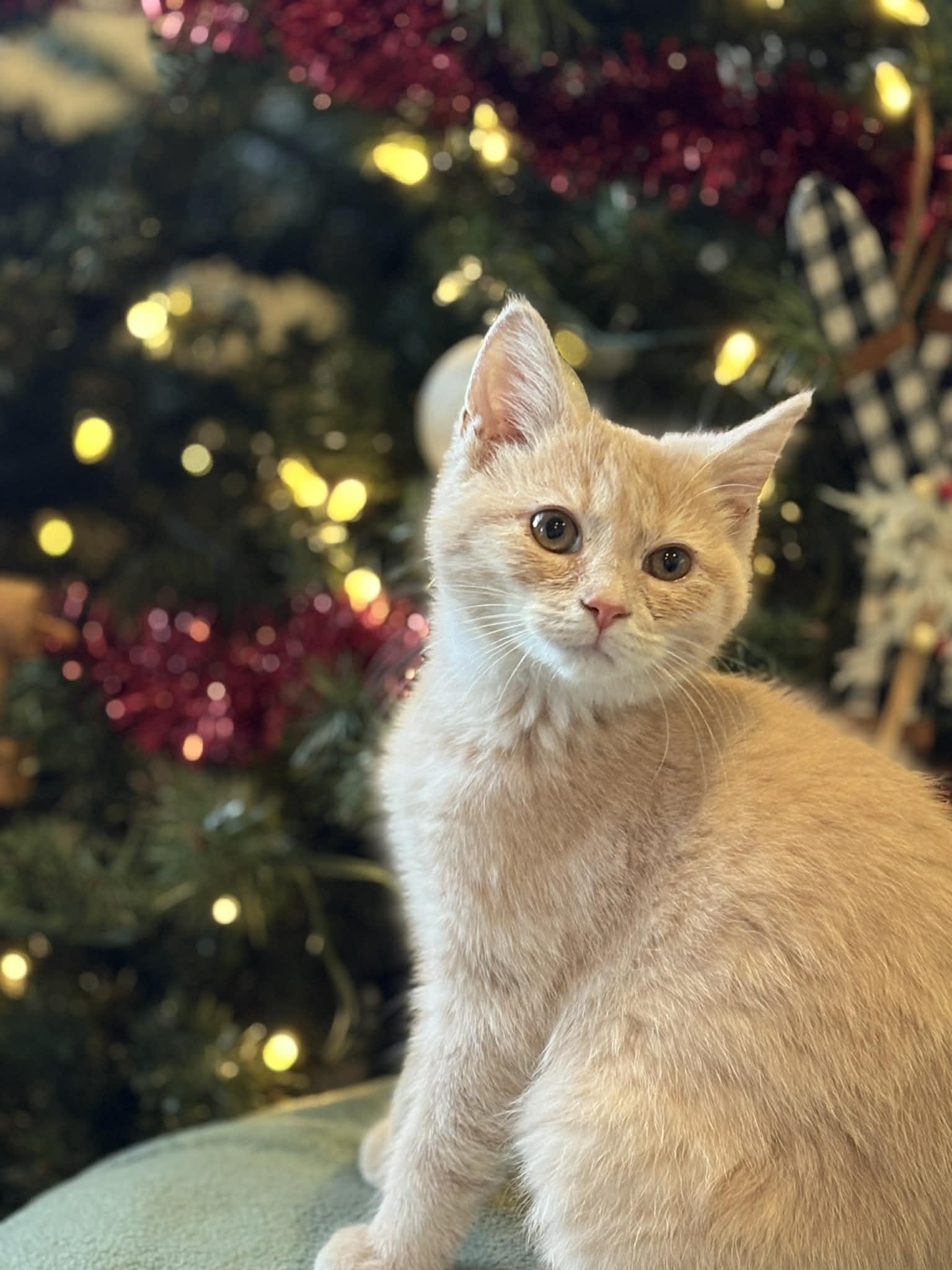 Enlarge Nala, a Adoptable American Shorthair in Barboursville, WV image 1/2