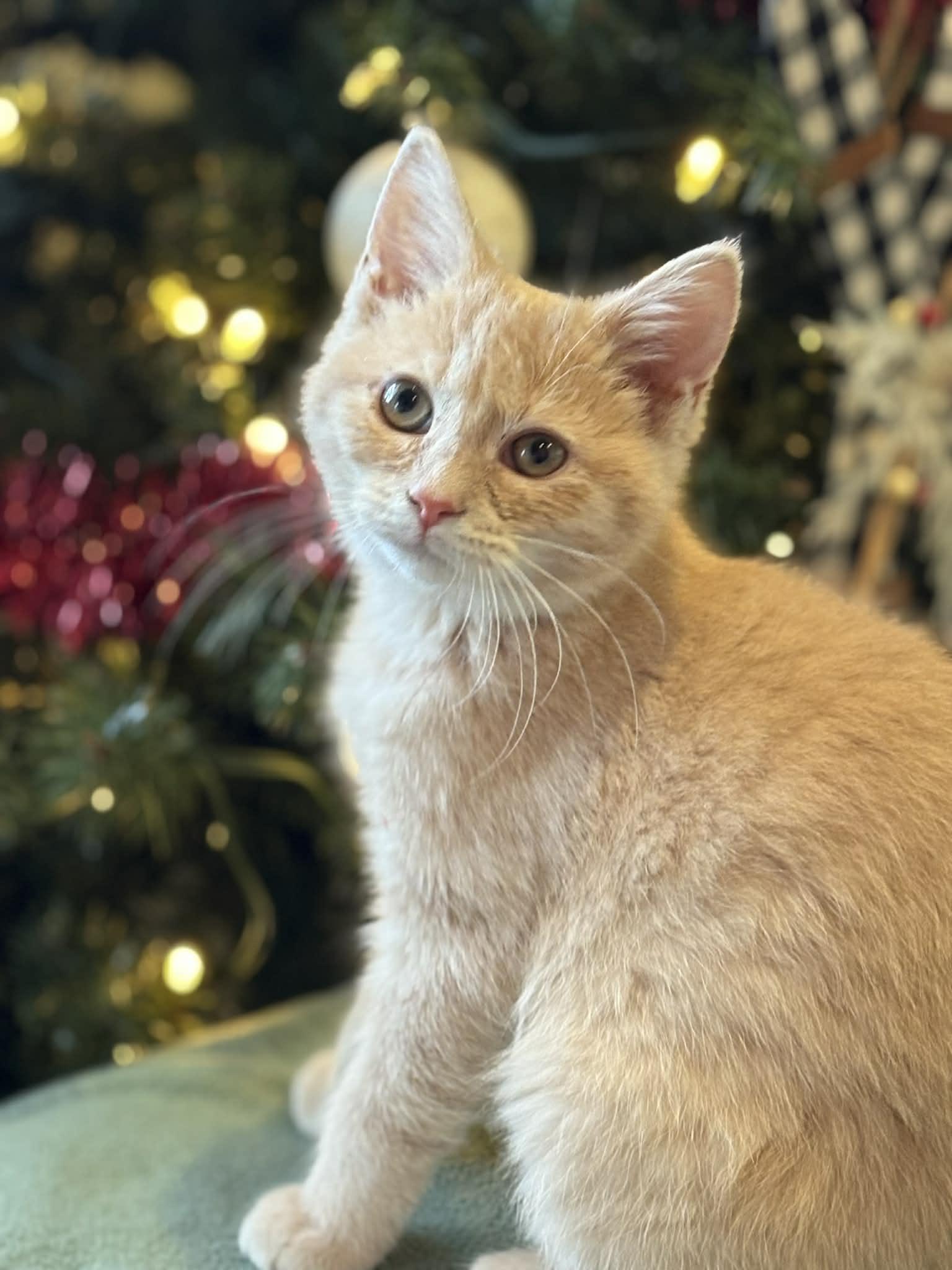 Enlarge Nala, a Adoptable American Shorthair in Barboursville, WV image 2/2