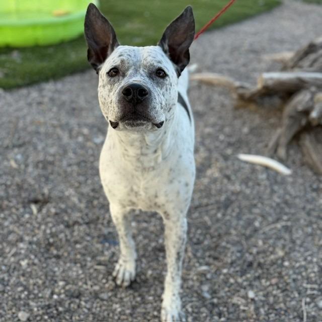 ARIEL, Adoptable, Adult Female Australian Cattle Dog / Blue Heeler & Mixed Breed.