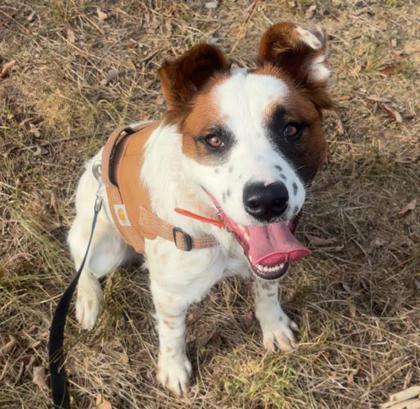 Enlarge Honey, a Adoptable mixed breed in Yellville, AR image 2/2