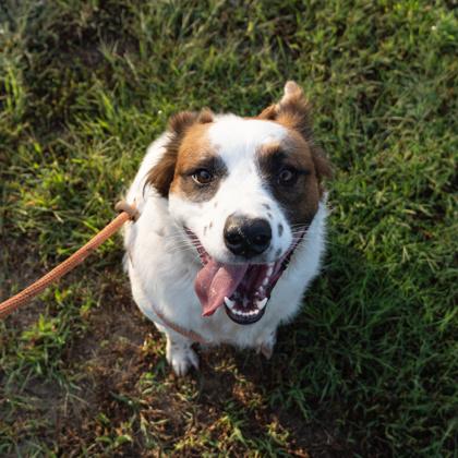 Honey, Adoptable, Adult Female Cattle Dog.