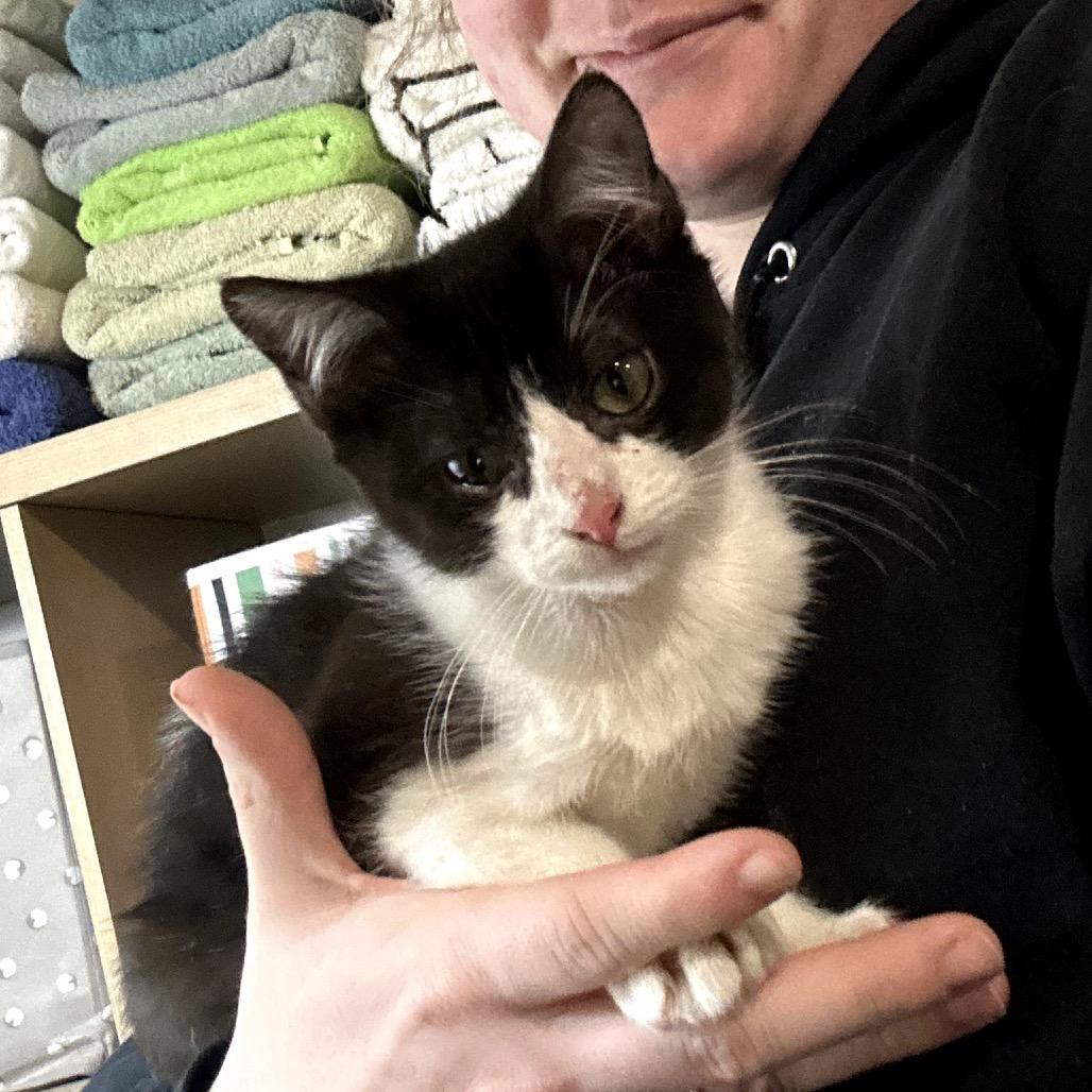 Enlarge Baby Jane, a Adoptable Domestic Short Hair in Odessa, TX image 2/2