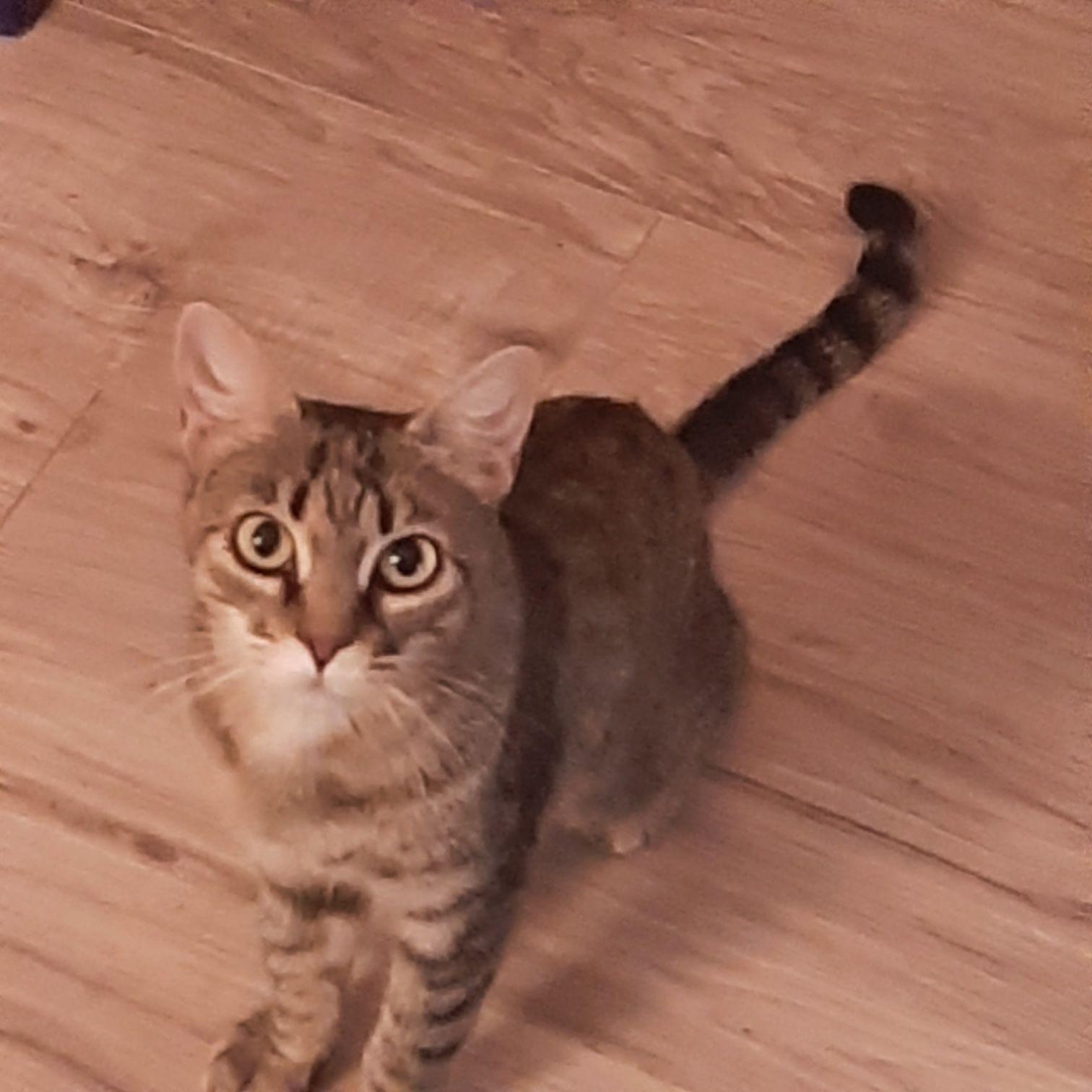 Fractious, a Adoptable Tabby in Deming, NM image 2/4