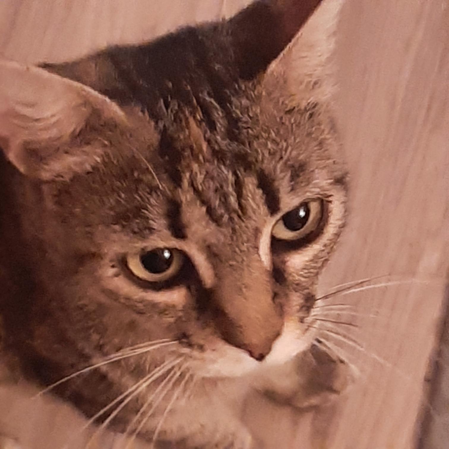 Fractious, a Adoptable Tabby in Deming, NM image 3/4