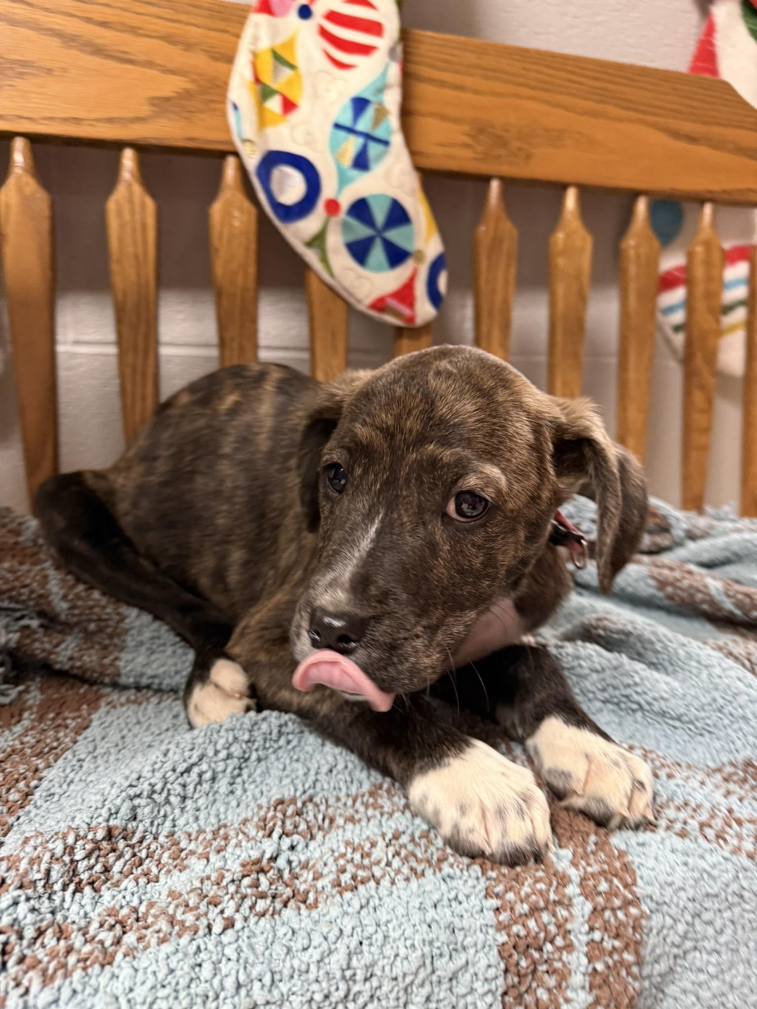 Daiquiri, ADOPTABLE, Puppy Female Mixed Breed.
