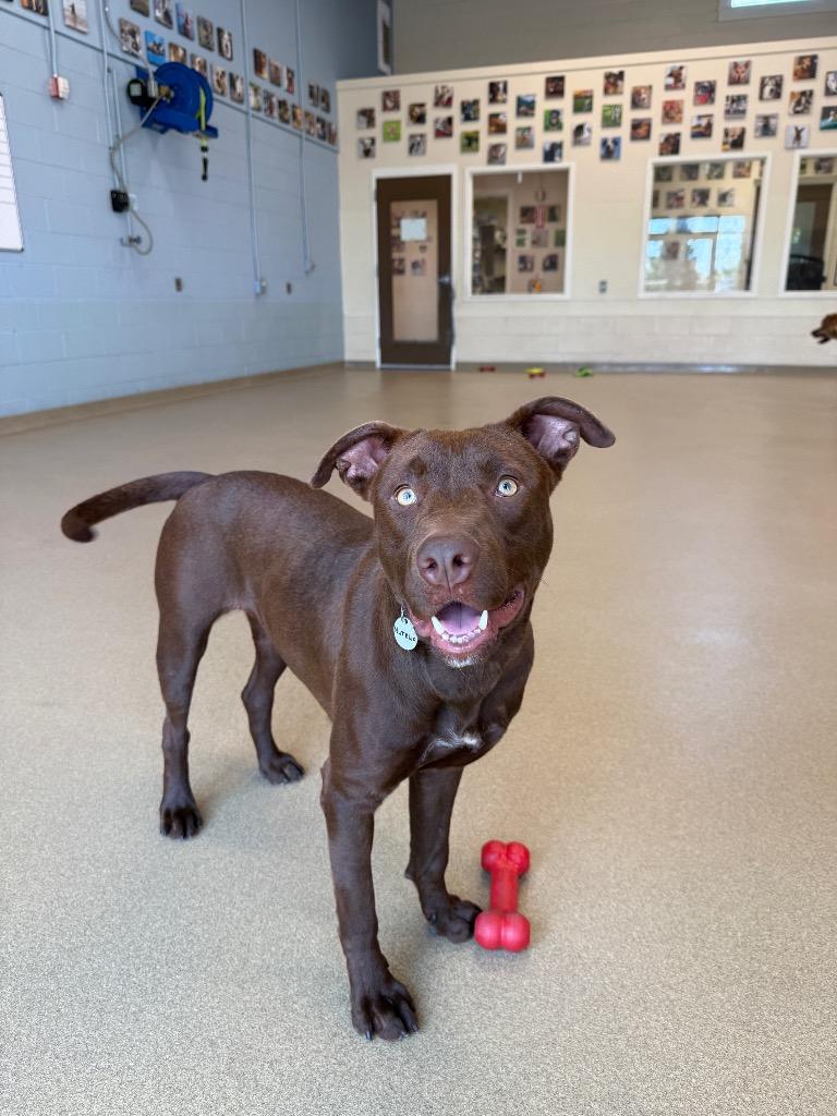 Nutella, Adoptable, Young Female Labrador Retriever.
