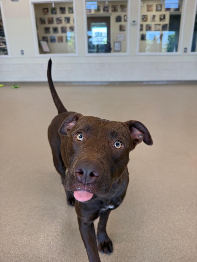 Enlarge Nutella, a Adoptable mixed breed in North Syracuse, NY image 2/5