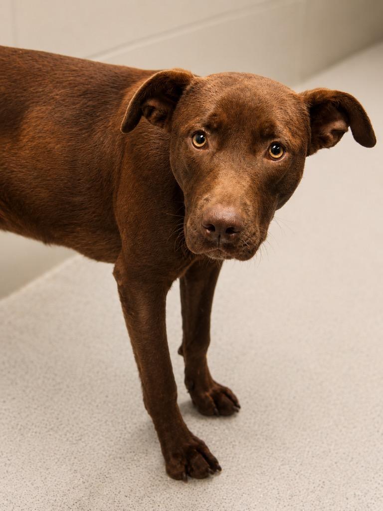 Enlarge Nutella, a Adoptable mixed breed in North Syracuse, NY image 3/5