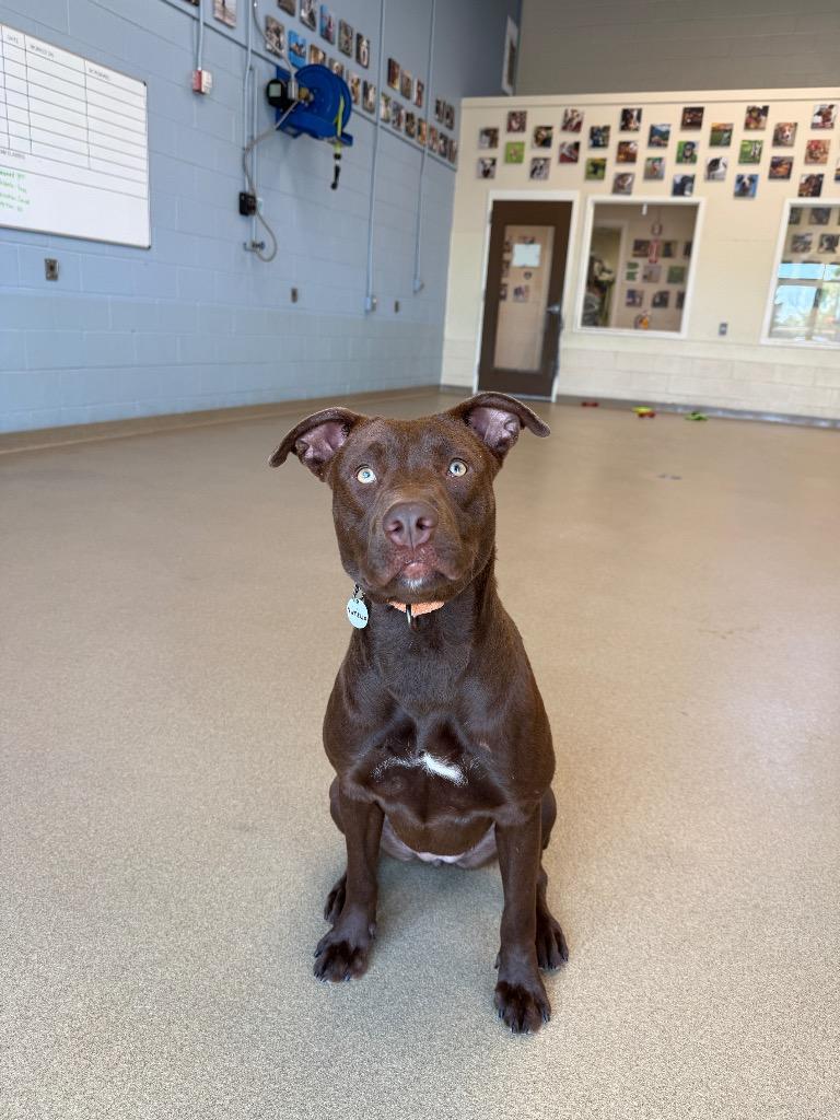 Enlarge Nutella, a Adoptable mixed breed in North Syracuse, NY image 4/5