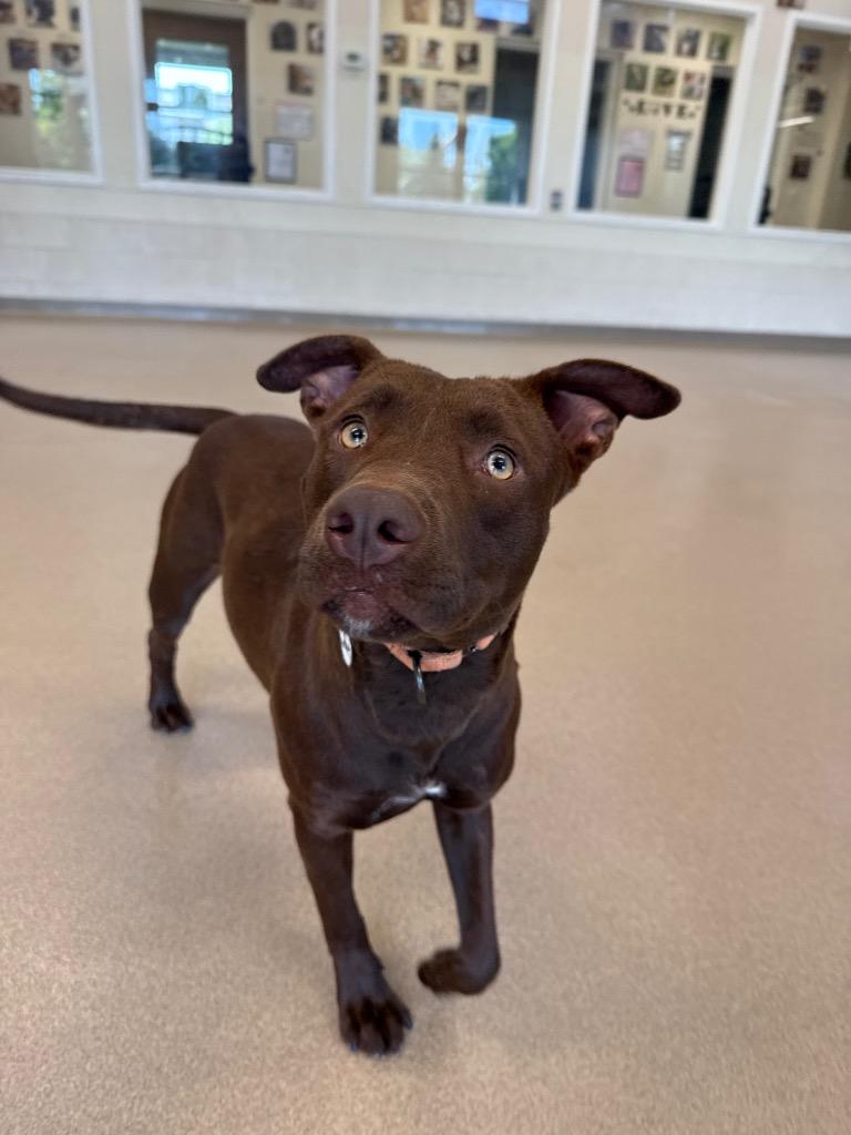 Enlarge Nutella, a Adoptable mixed breed in North Syracuse, NY image 5/5