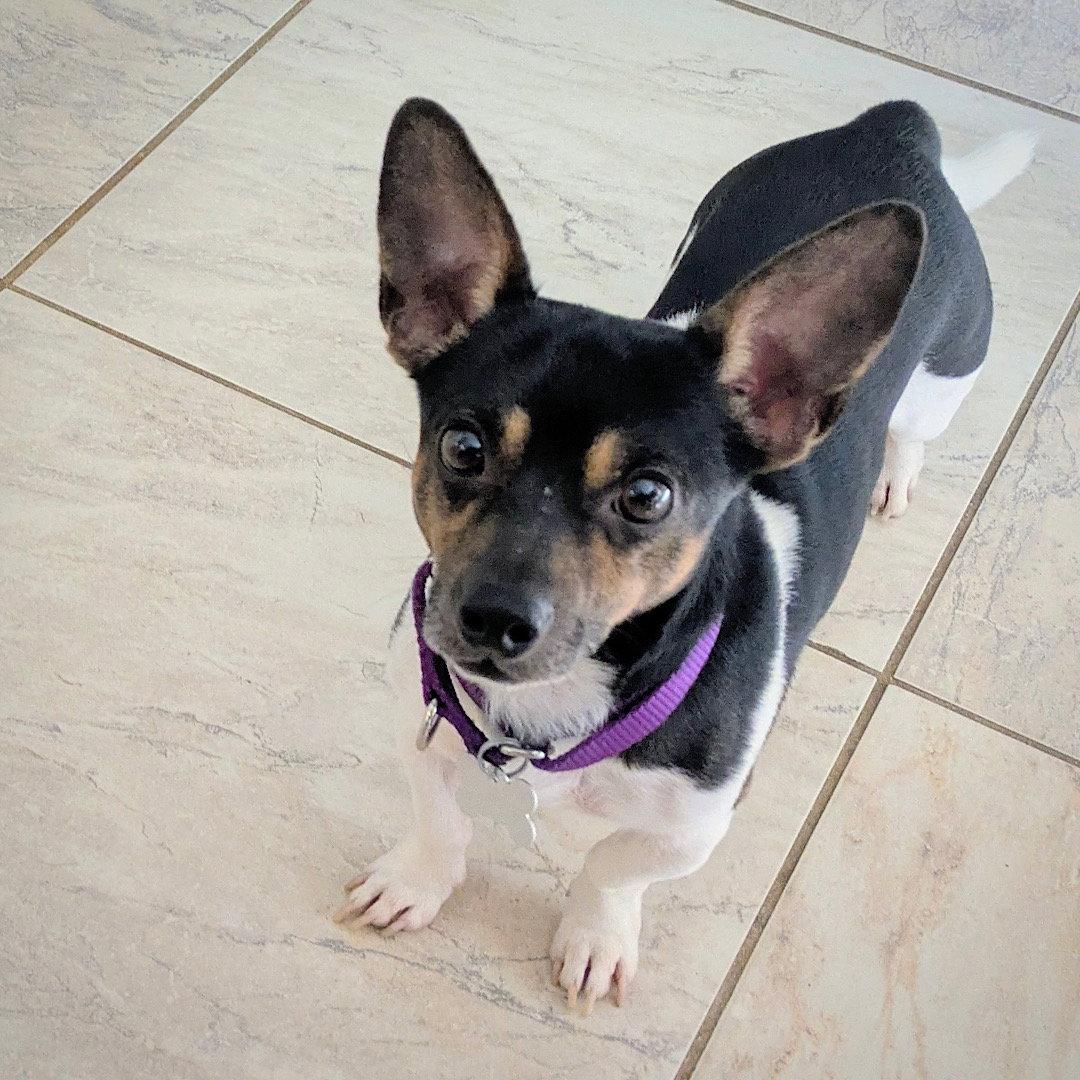 Stilton (TN), Adoptable, Adult Male Rat Terrier.