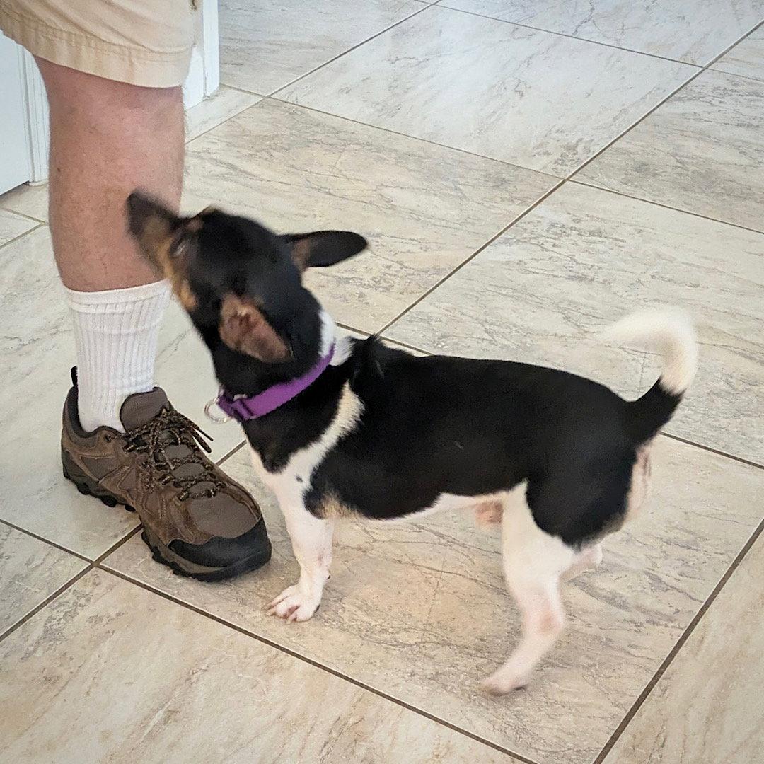 Enlarge Stilton (TN), a Adoptable Rat Terrier in Chattanooga, TN image 2/3