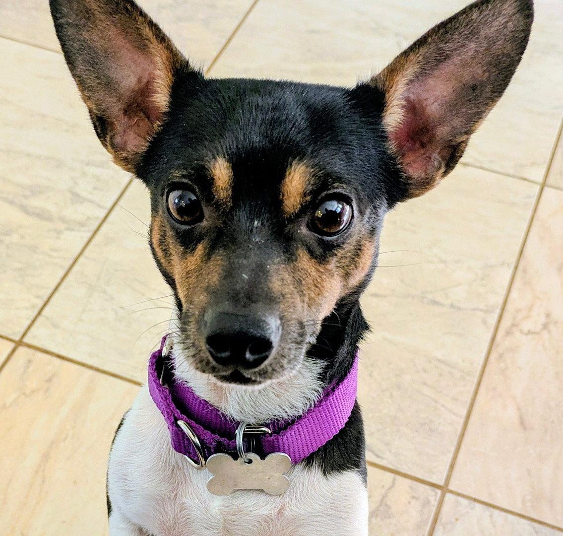 Enlarge Stilton (TN), a Adoptable Rat Terrier in Chattanooga, TN image 3/3