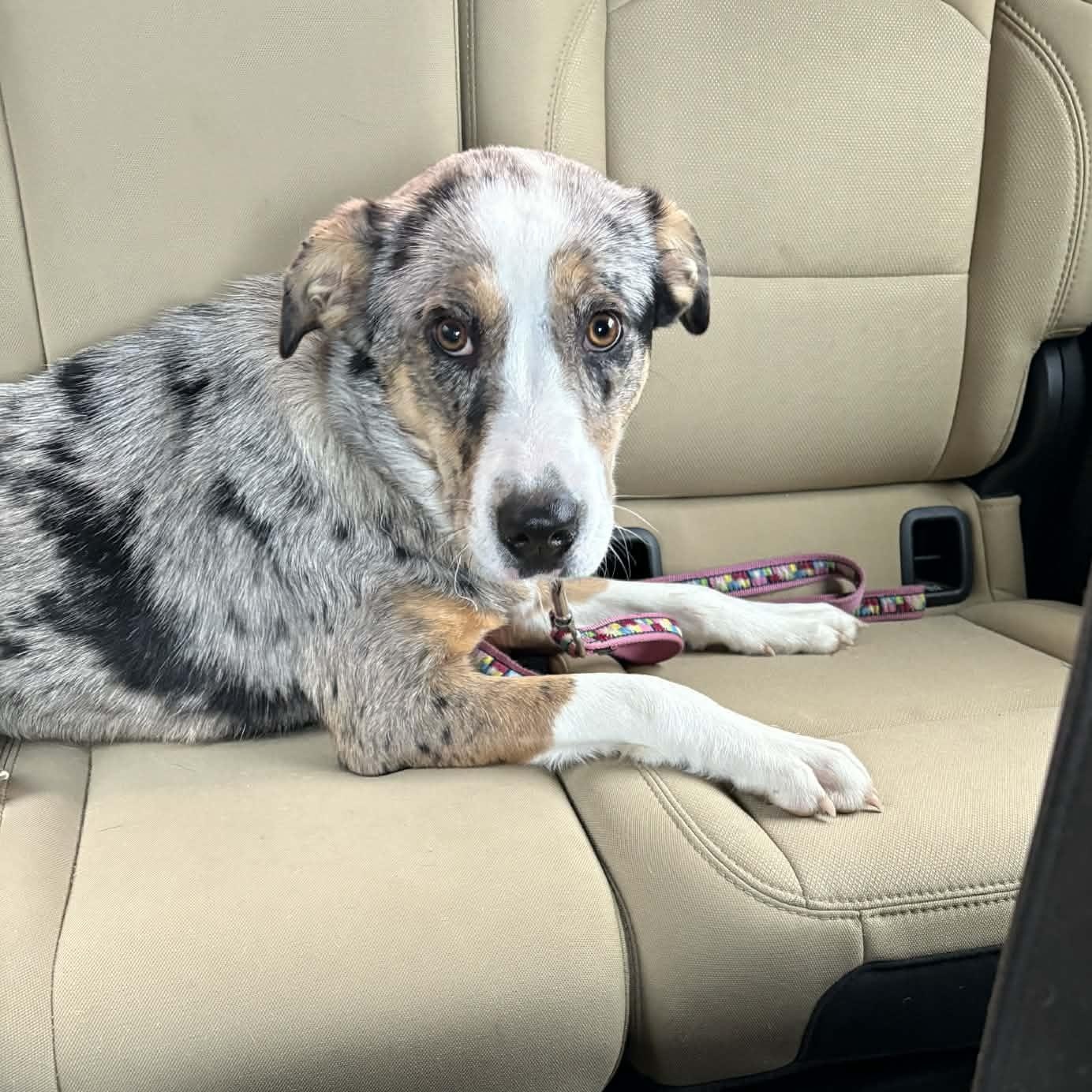 Savannah - in foster home, adopted, Young Female Mixed Breed.