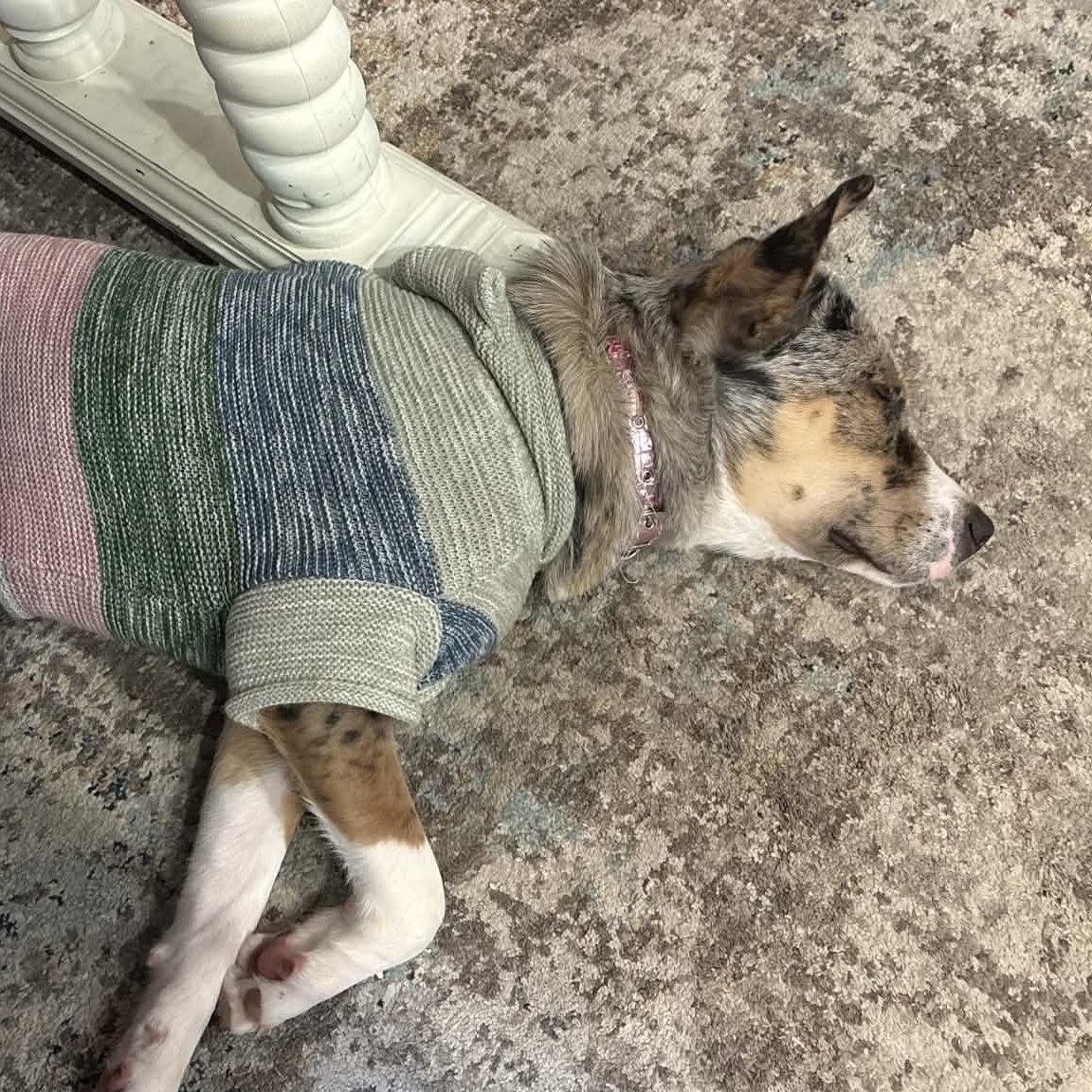 Enlarge Savannah - in foster home, an adopted Mixed Breed in Myrtle Beach, SC image 3/3